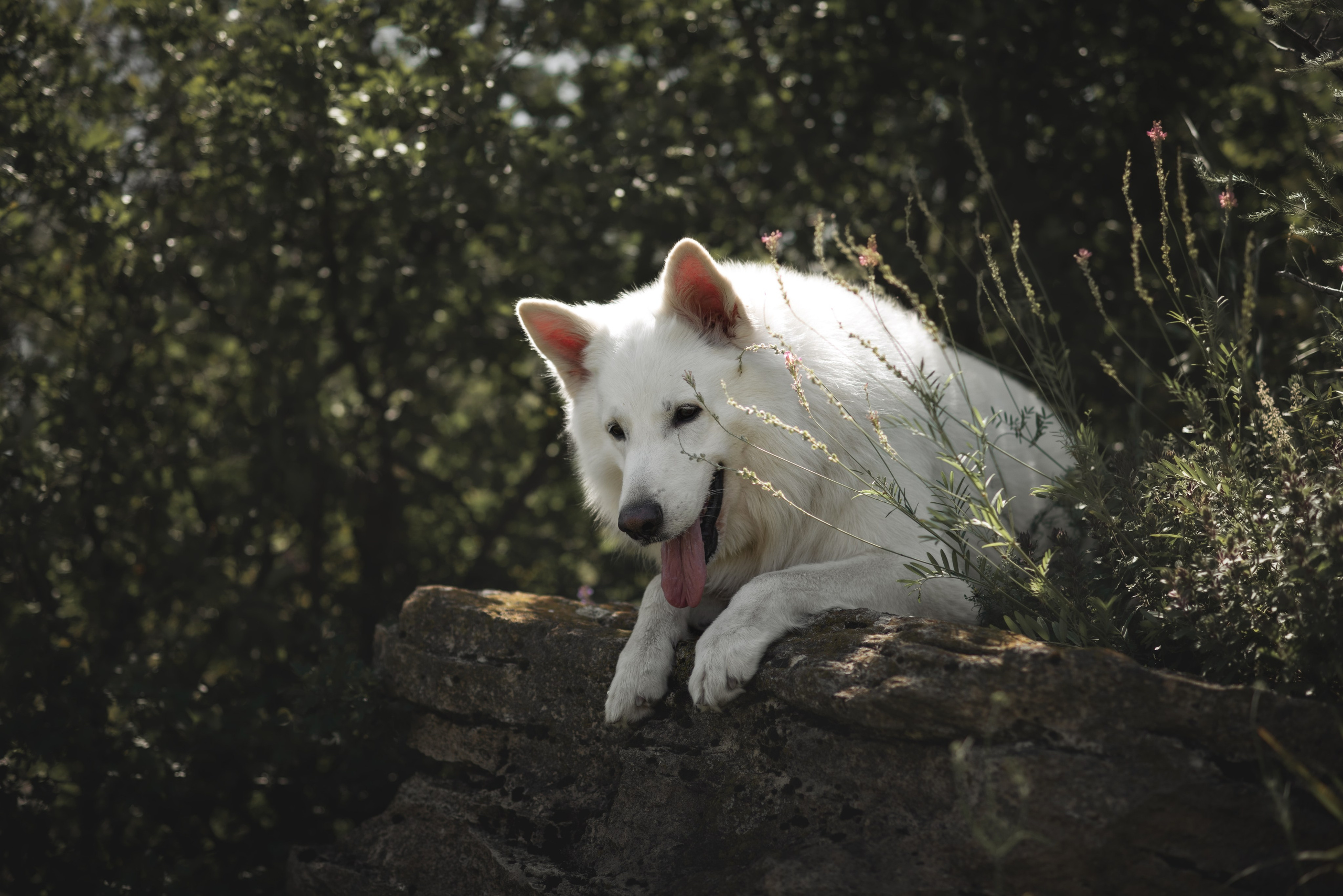 Одно солнечное утро. Фотограф анималист Ставрополь Яна Кудлай