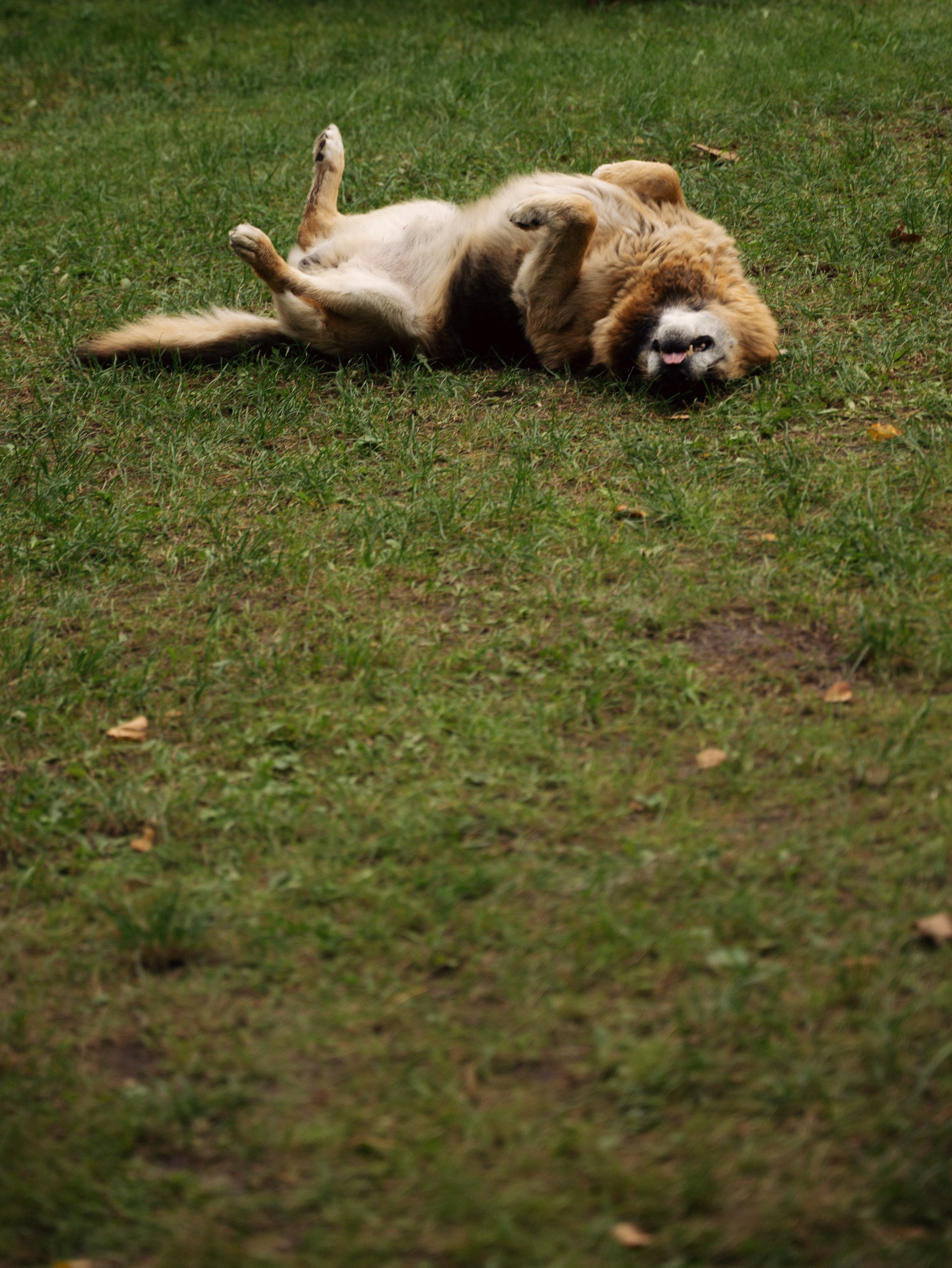 Никита и Ангелина. Свадебный и портретный фотограф в Брянске и Москве Алина Химушкина