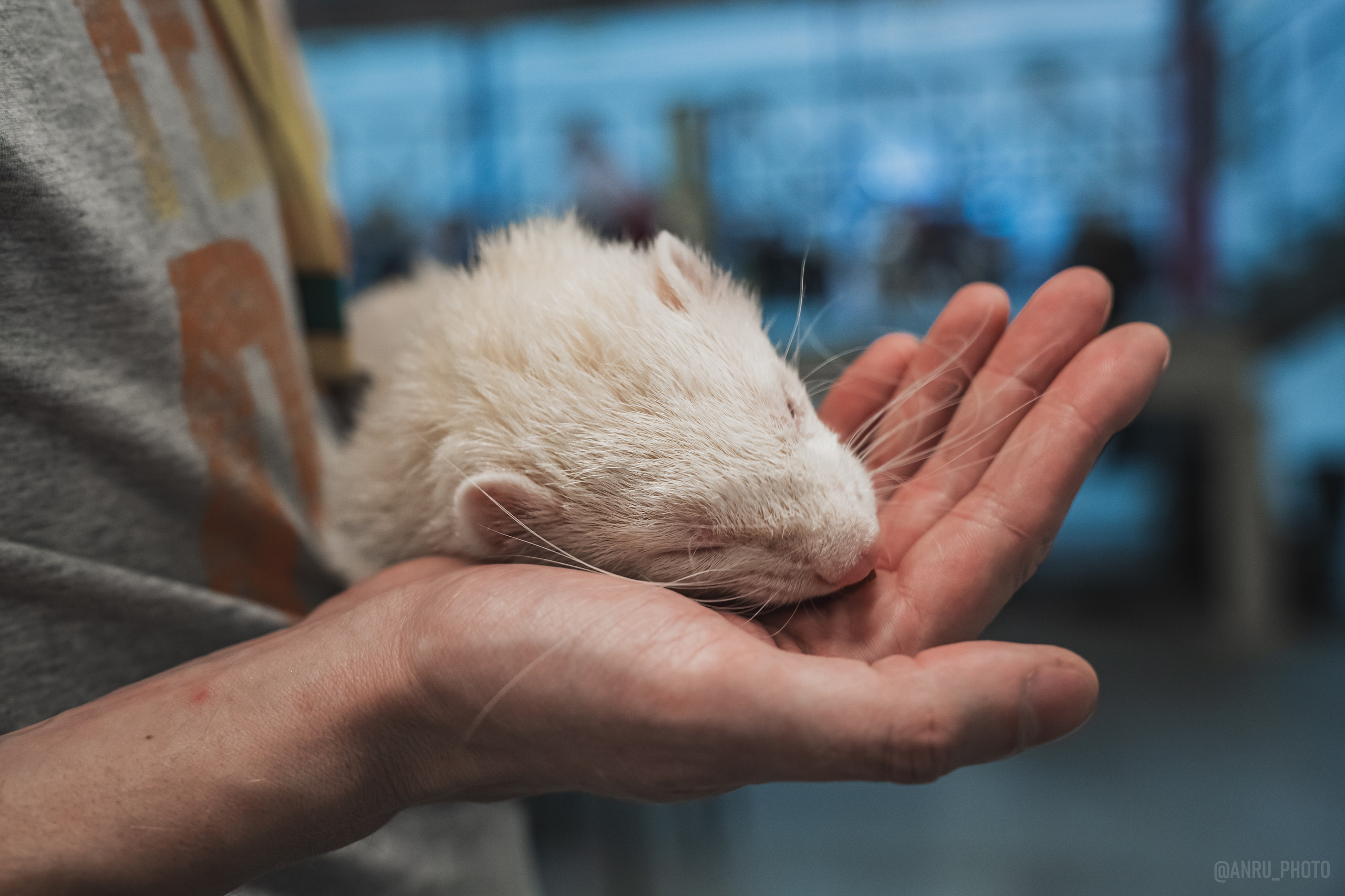 Fox Family fest. Репортажный фотограф Анастасия Рубцова