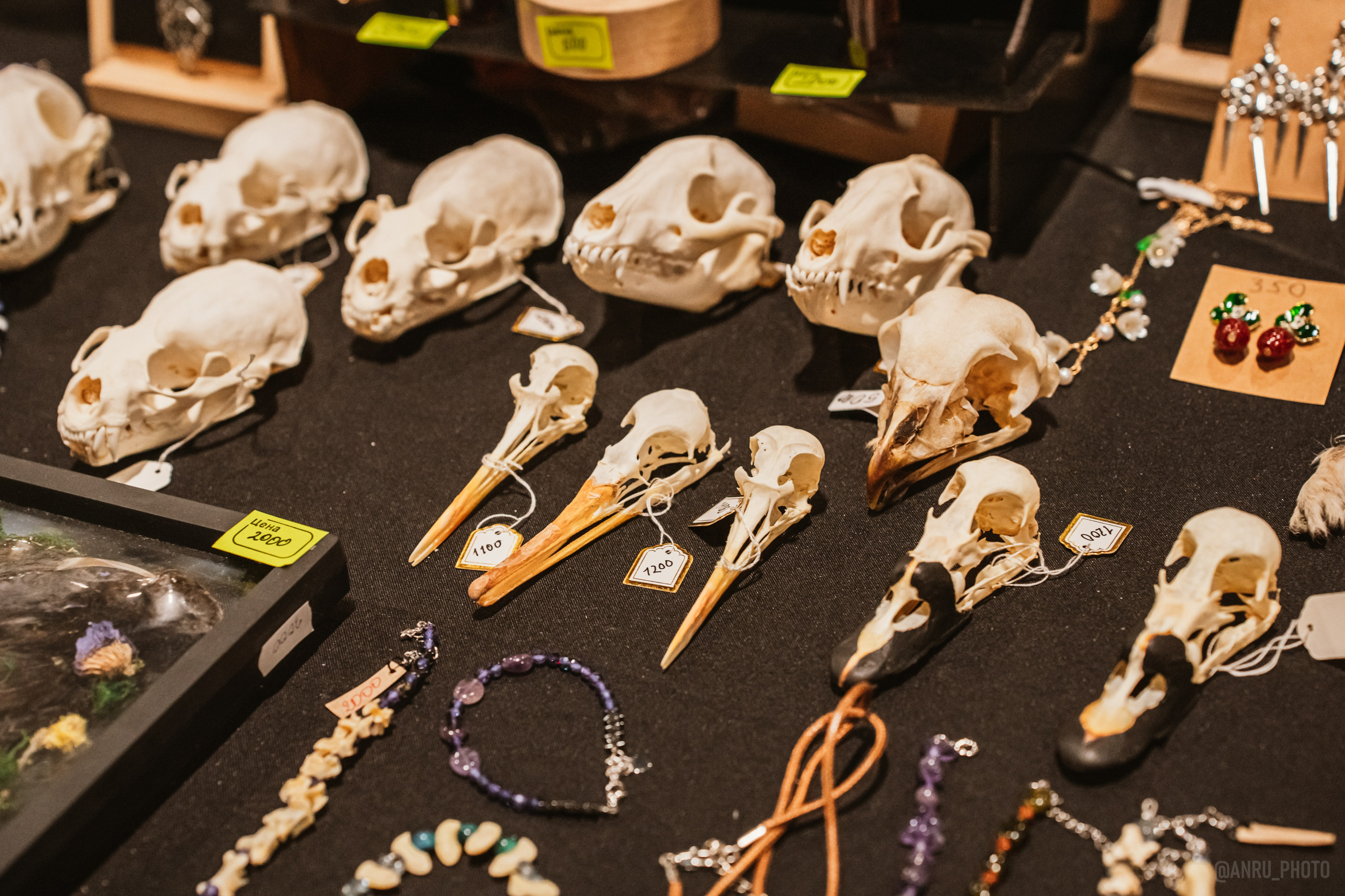 Рептилиум (ручная работа). Репортажный фотограф Анастасия Рубцова