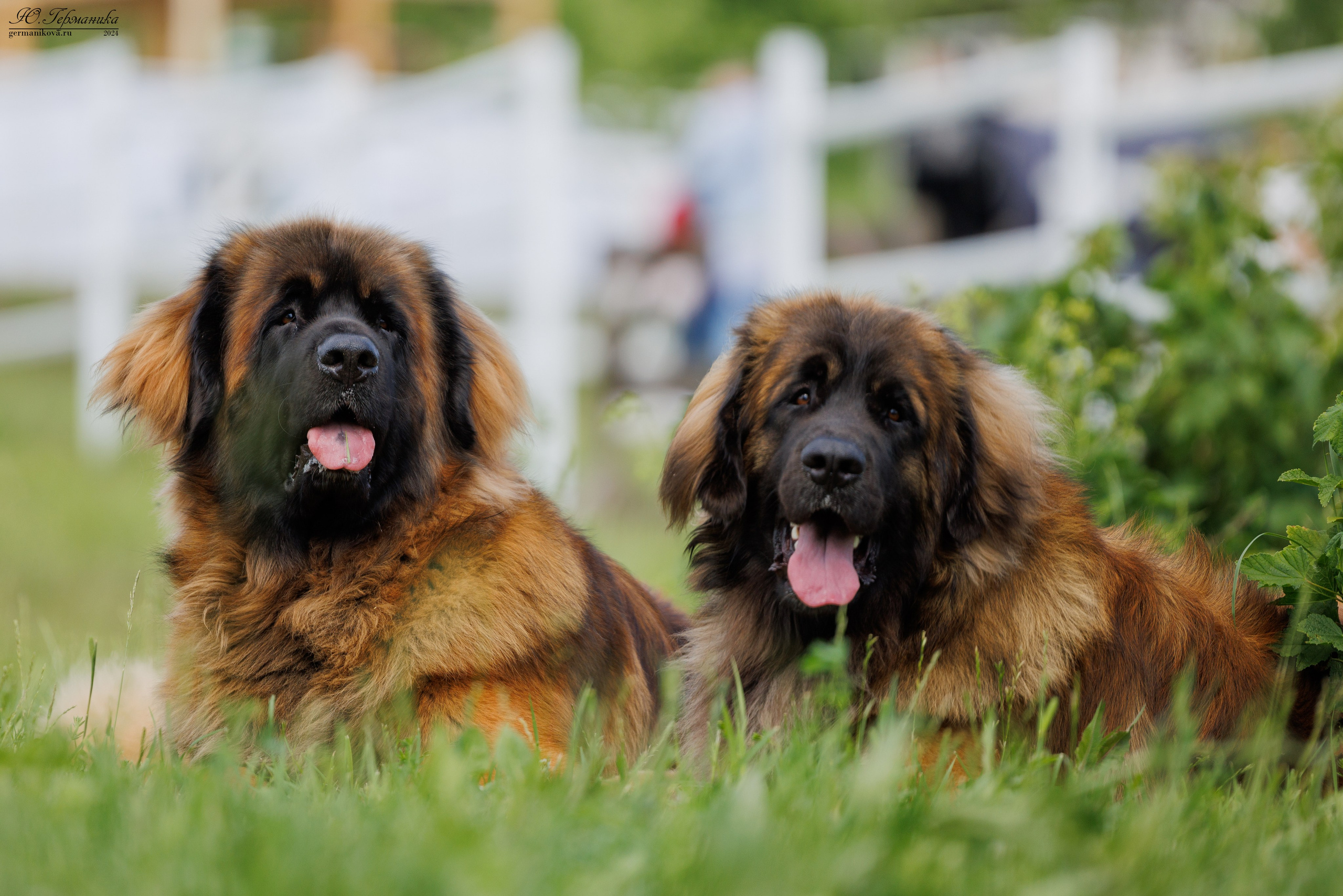 РОССИЯ 8-9.06.2024. Фотограф-анималист Юлия Германика