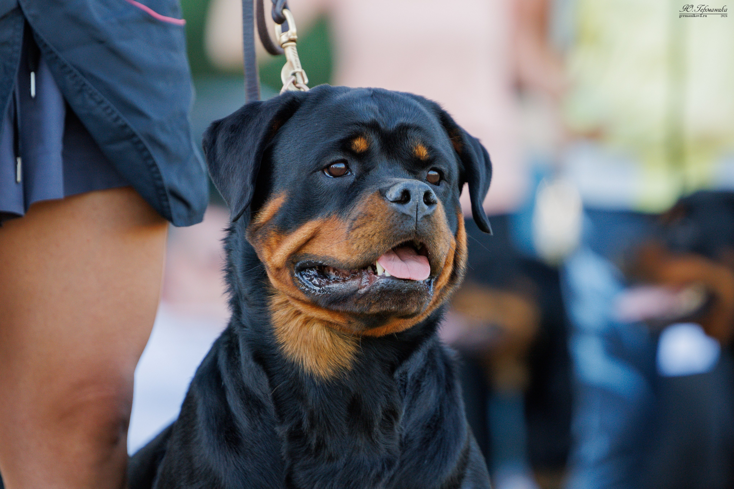 ПК и КЧК ротвейлеры Тверь 6-7.07.2024. Фотограф-анималист Юлия Германика