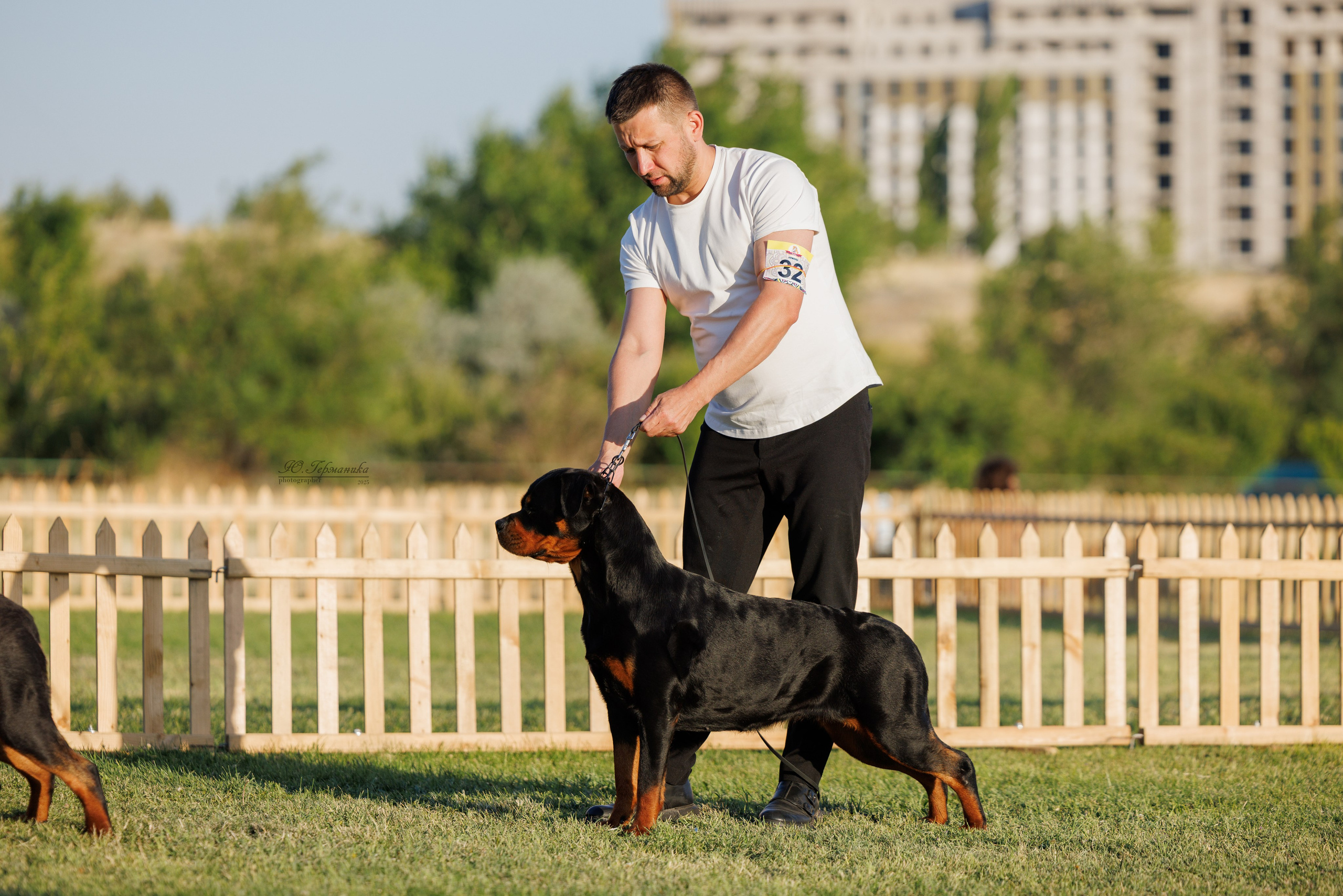 Ереван 3хCACIB 23-25.06.2025. Фотограф-анималист Юлия Германика