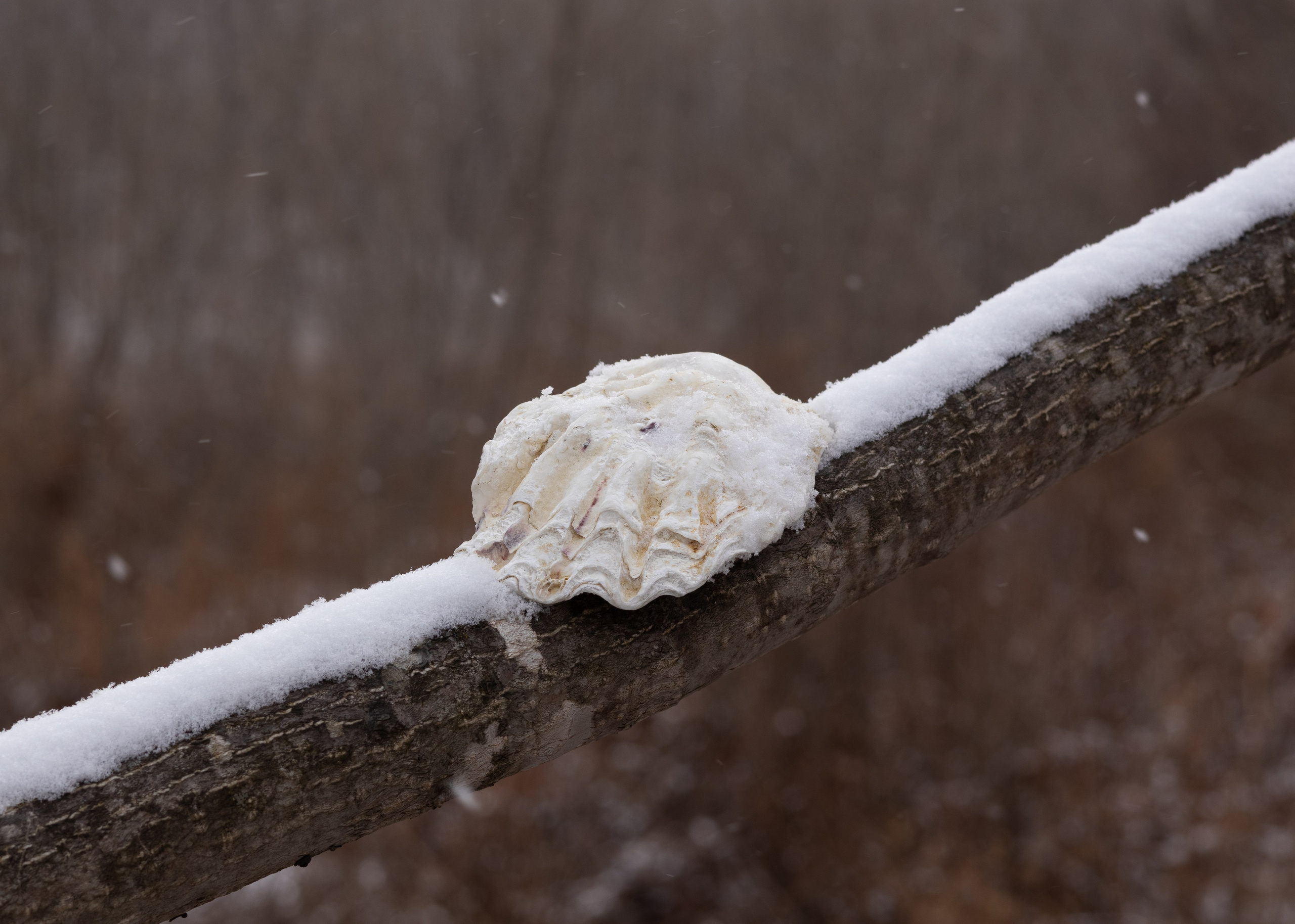 Константин Кириченко