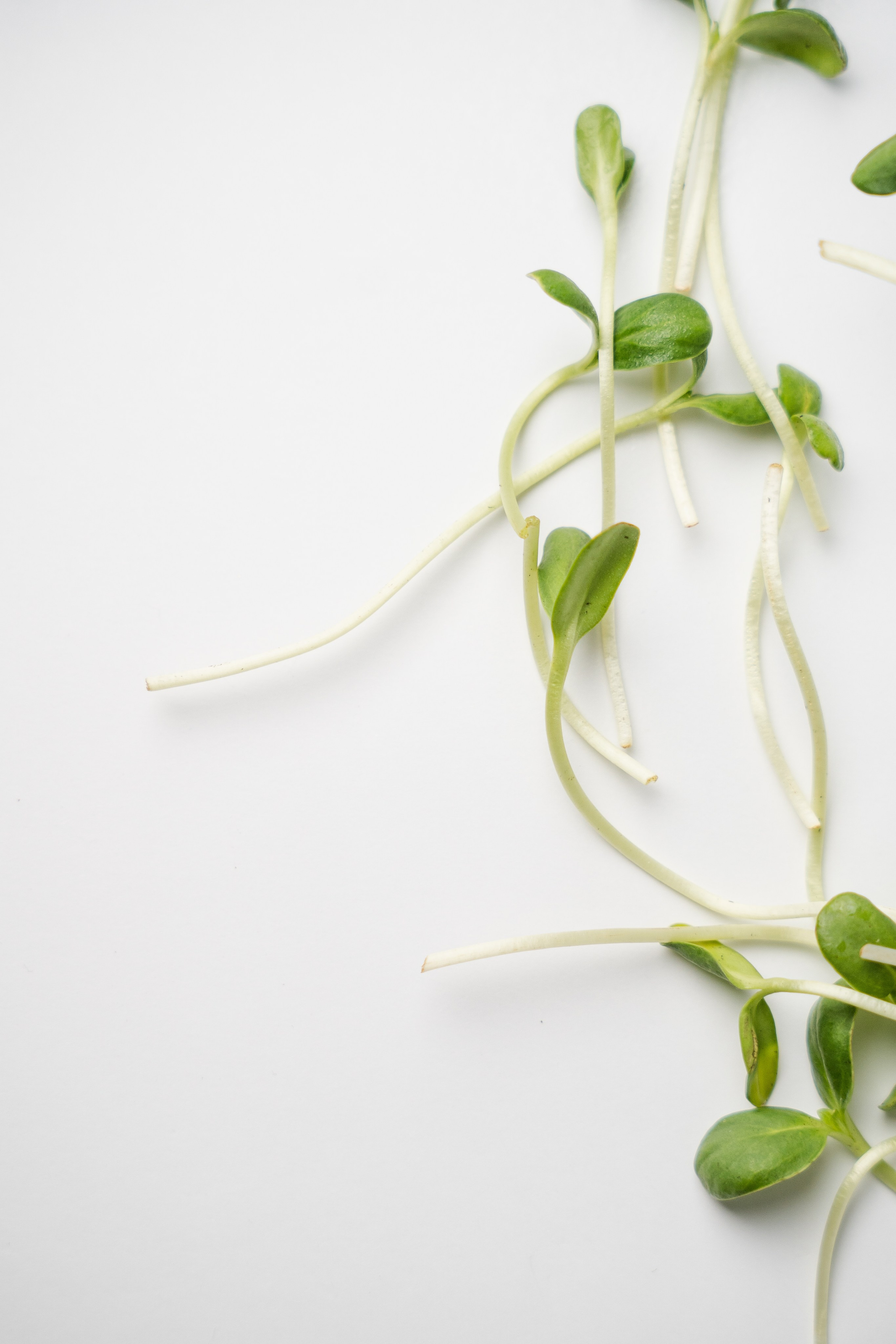 «ЧУДЕСНАЯ ЖИЗНЬ». Фотограф в Москве Казакова Анна