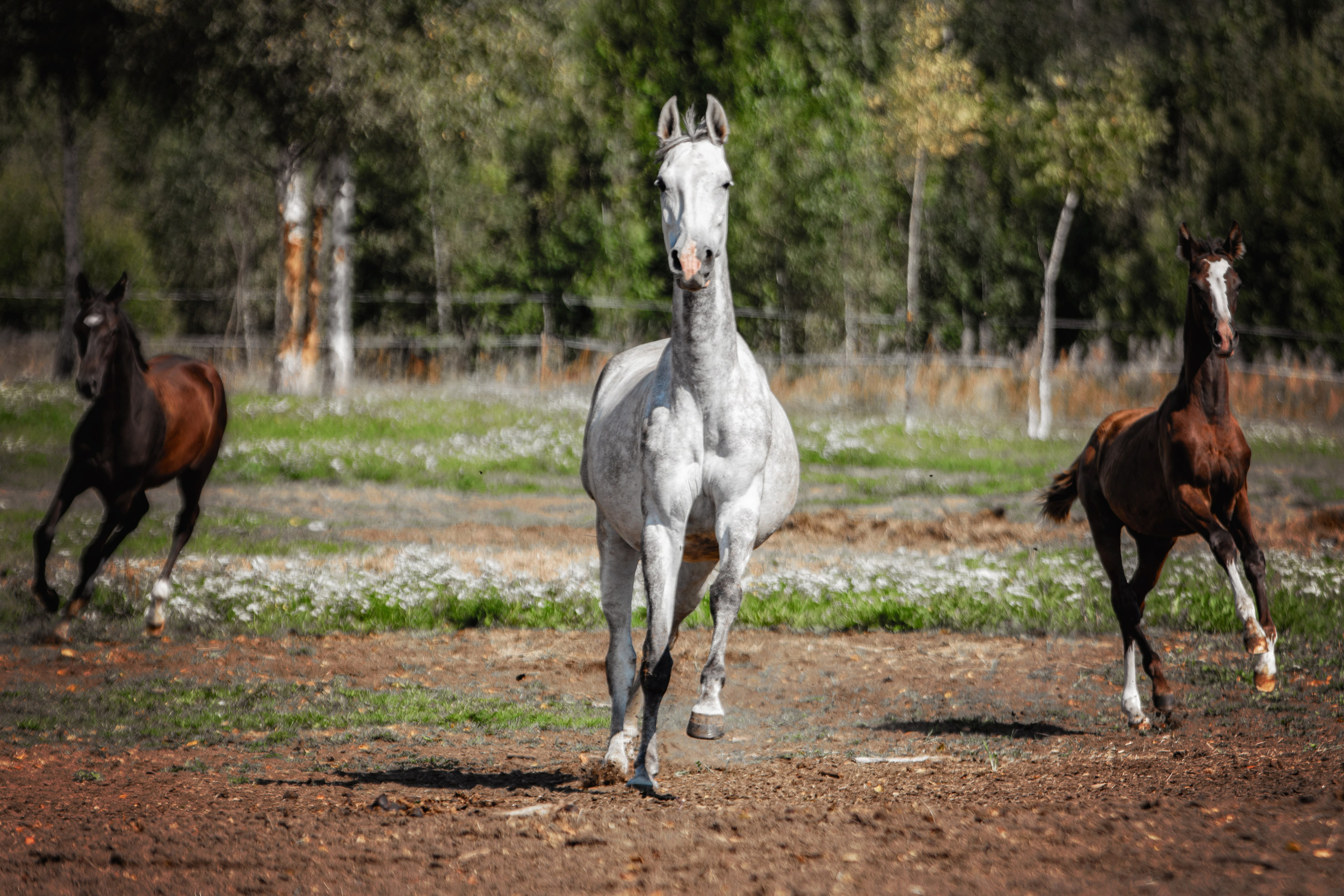 Лошади. Фотограф-анималист Юлия Зубкова