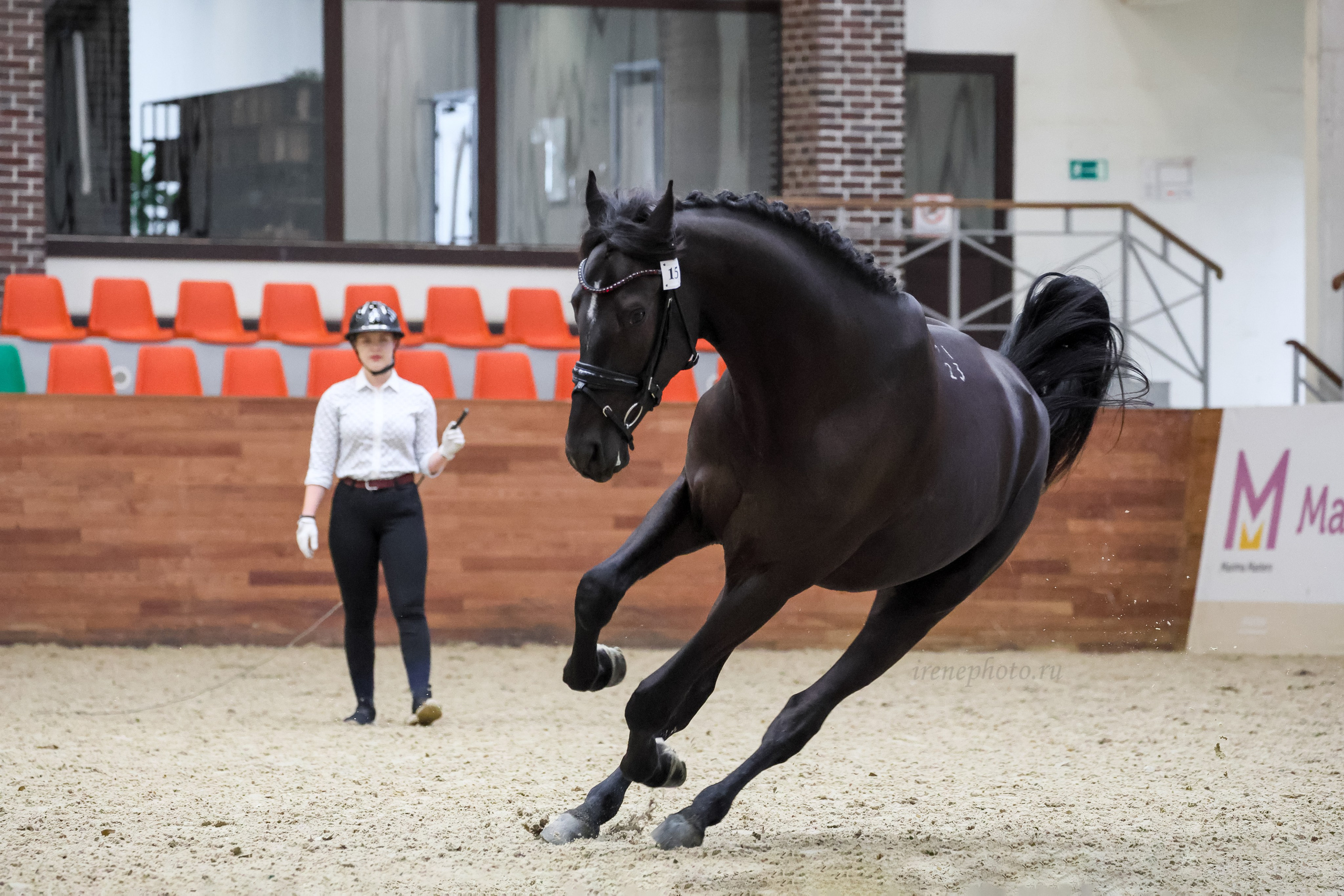 Конная Россия 2024 Оценка двигательных качеств. Irenephoto.ru