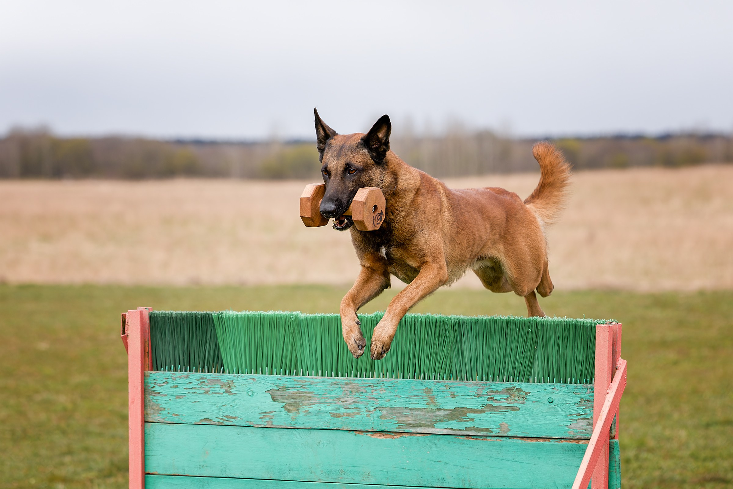 Чемпионат СЗФО по IGP 1 — 3. Irenephoto.ru