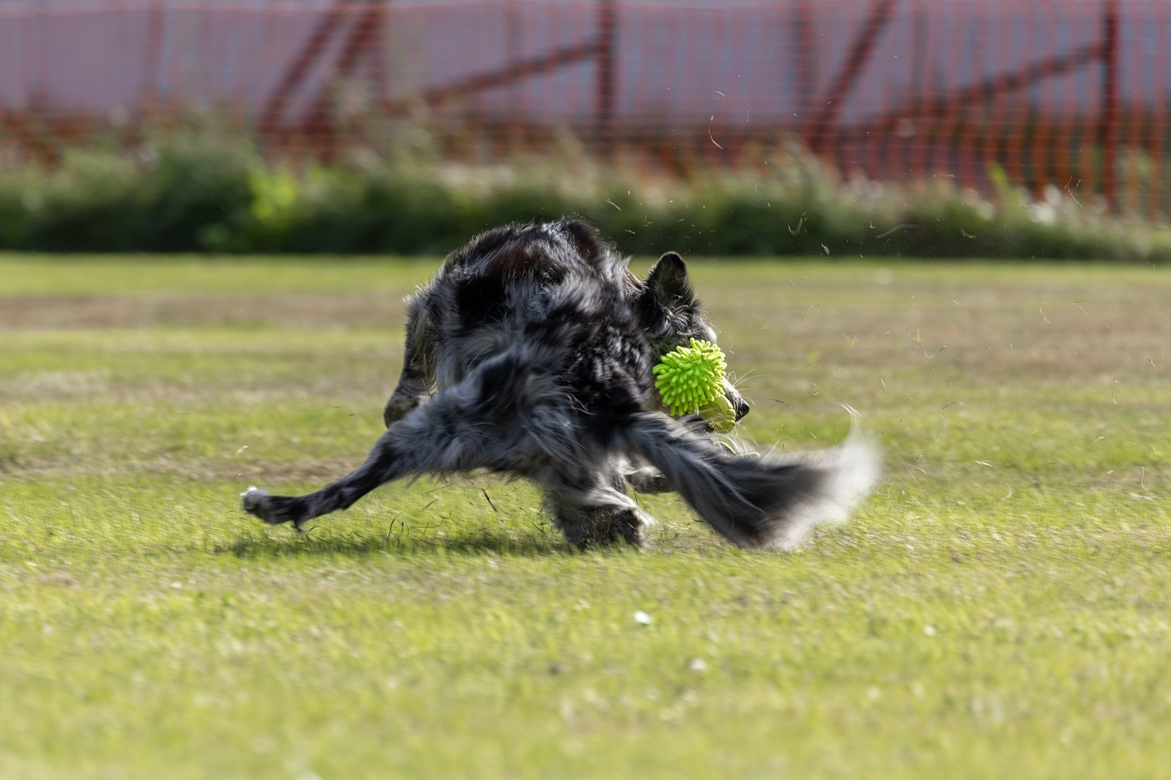 Дог-фризби. Irenephoto.ru