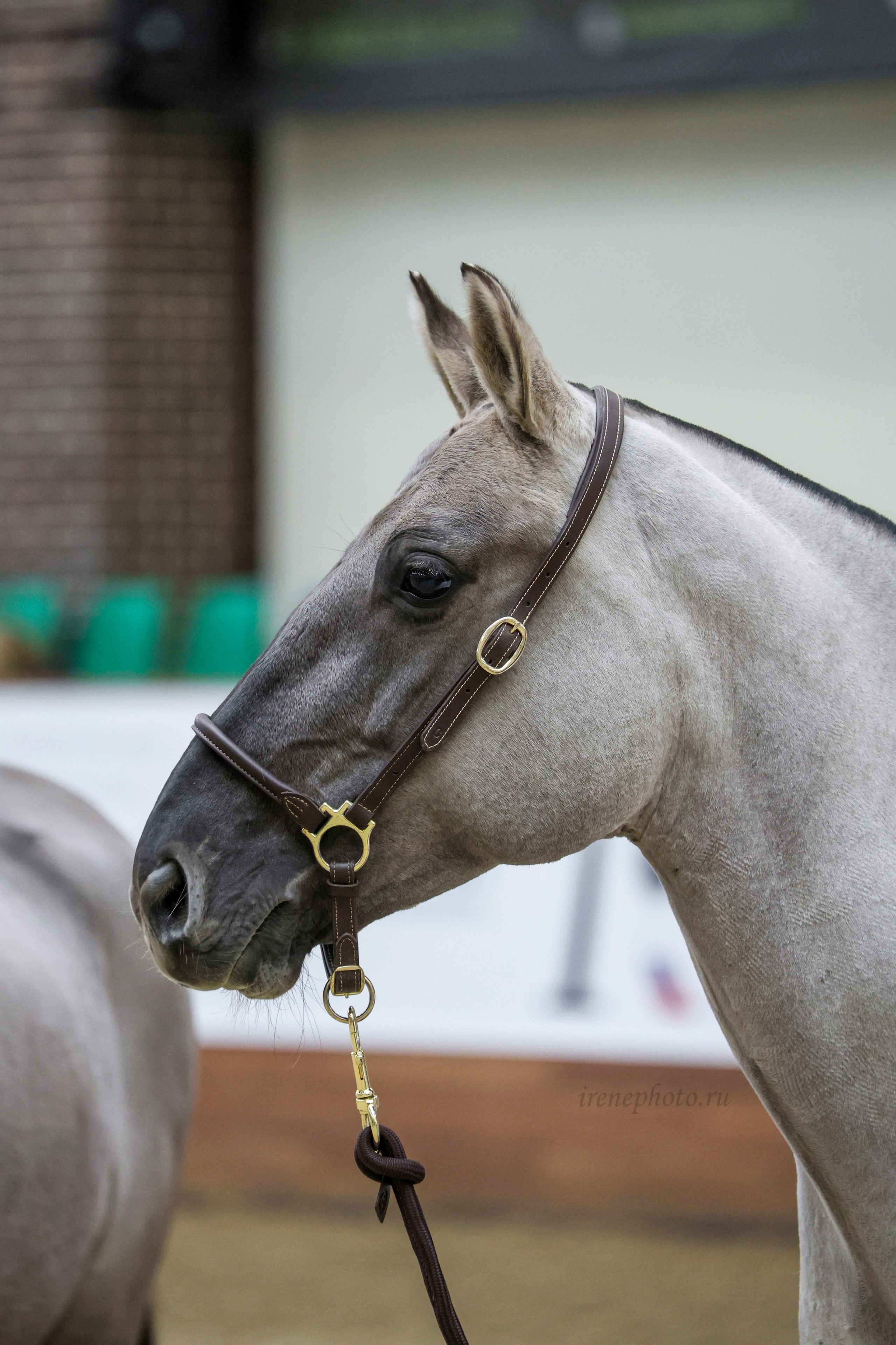 Конная Россия 2024. Irenephoto.ru