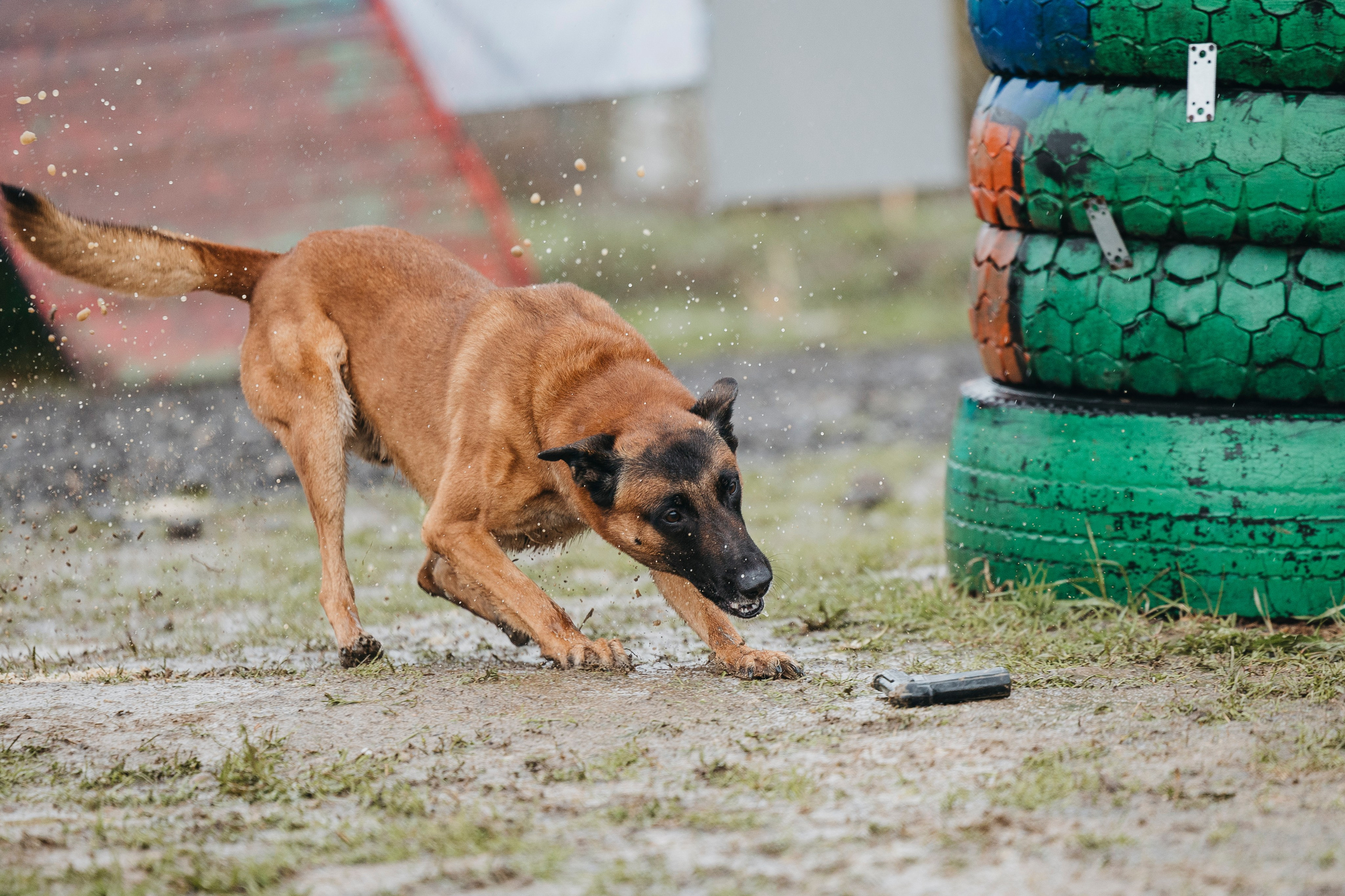 09.05.25 Вологда соревнования. Фотограф-анималист Анна Маринич