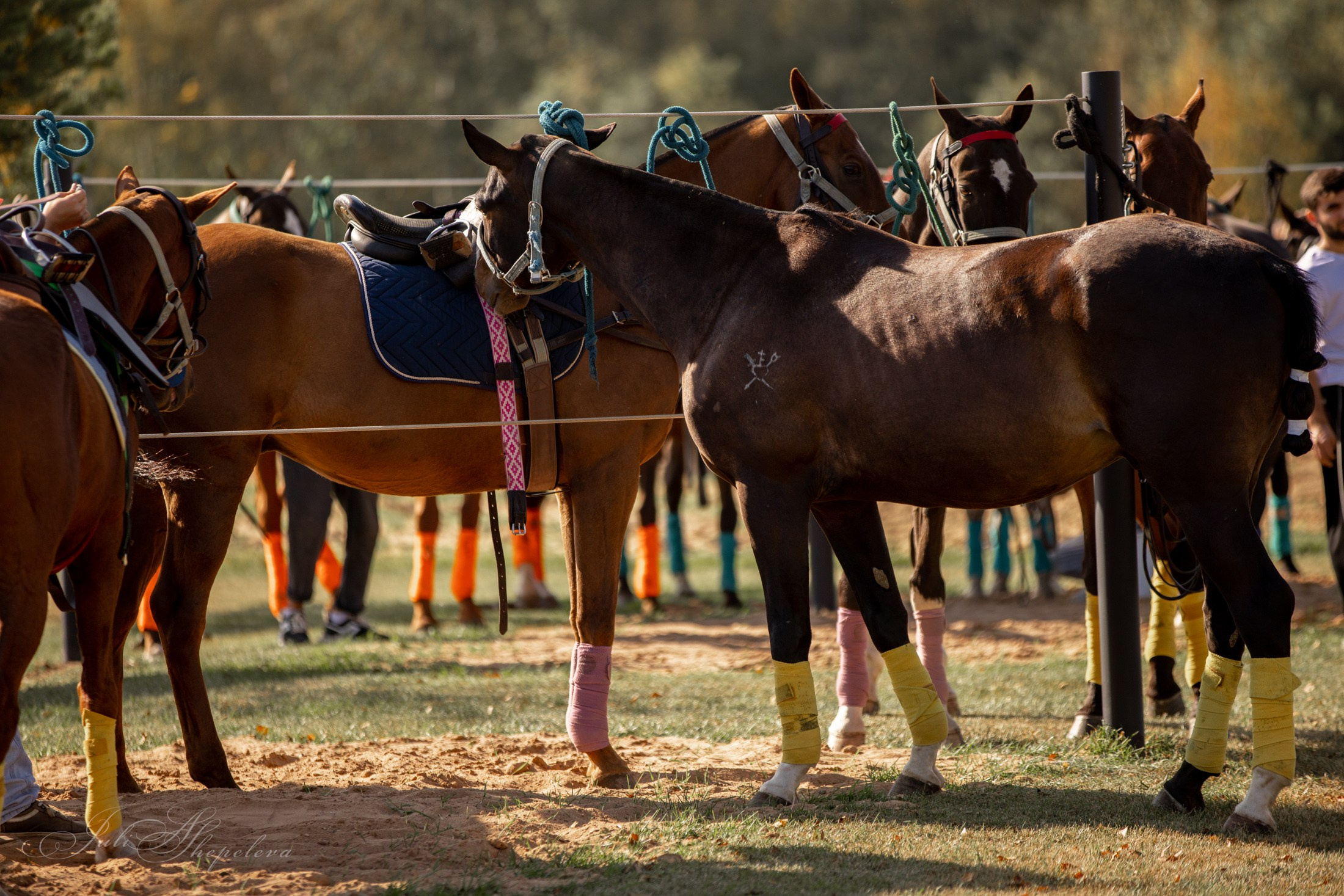 Осенний кубок по конному поло. Детская Конная фотография в Москве Юлия Шепелева