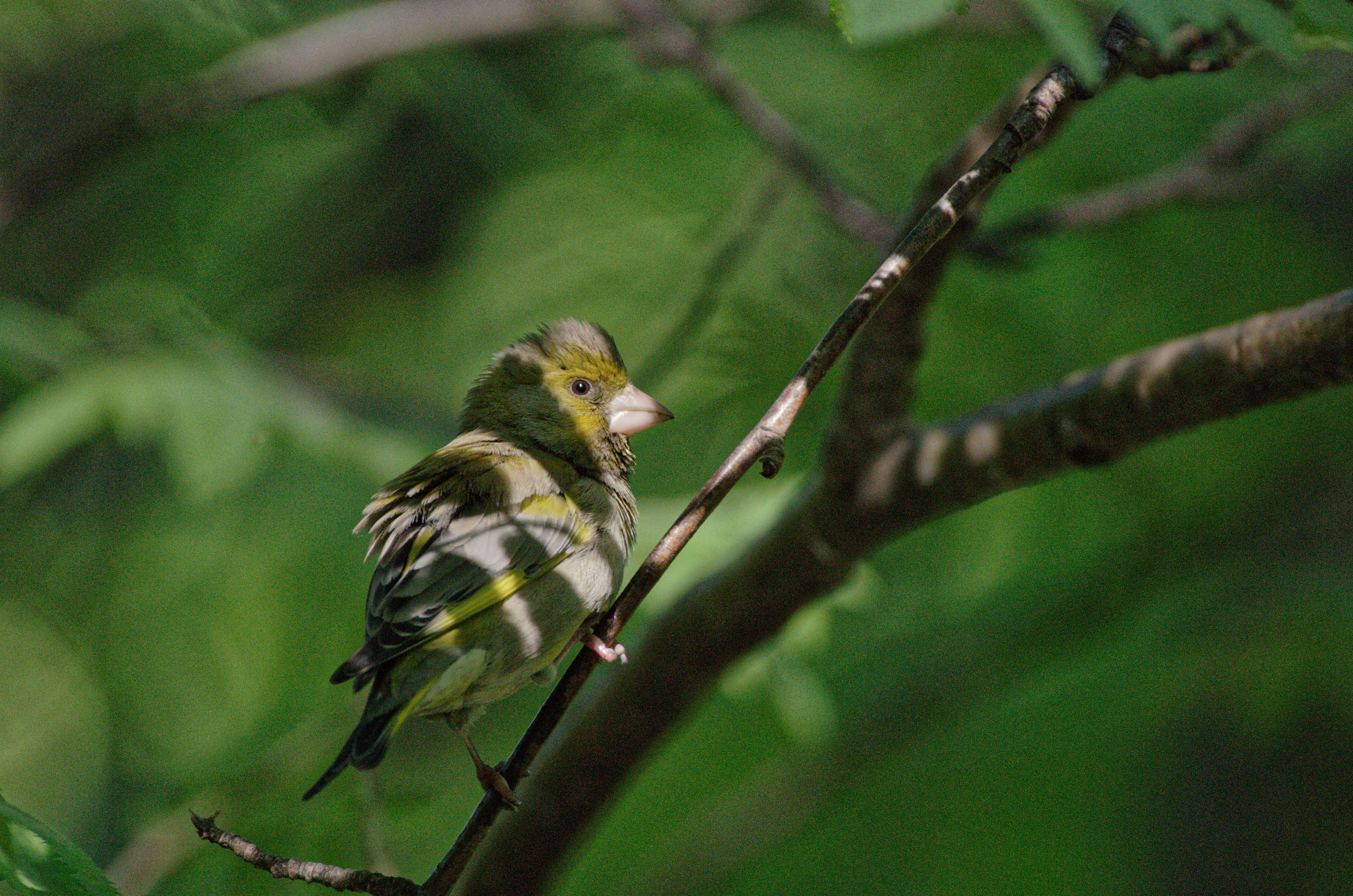 Перья. Семоха Валерий. Фотограф