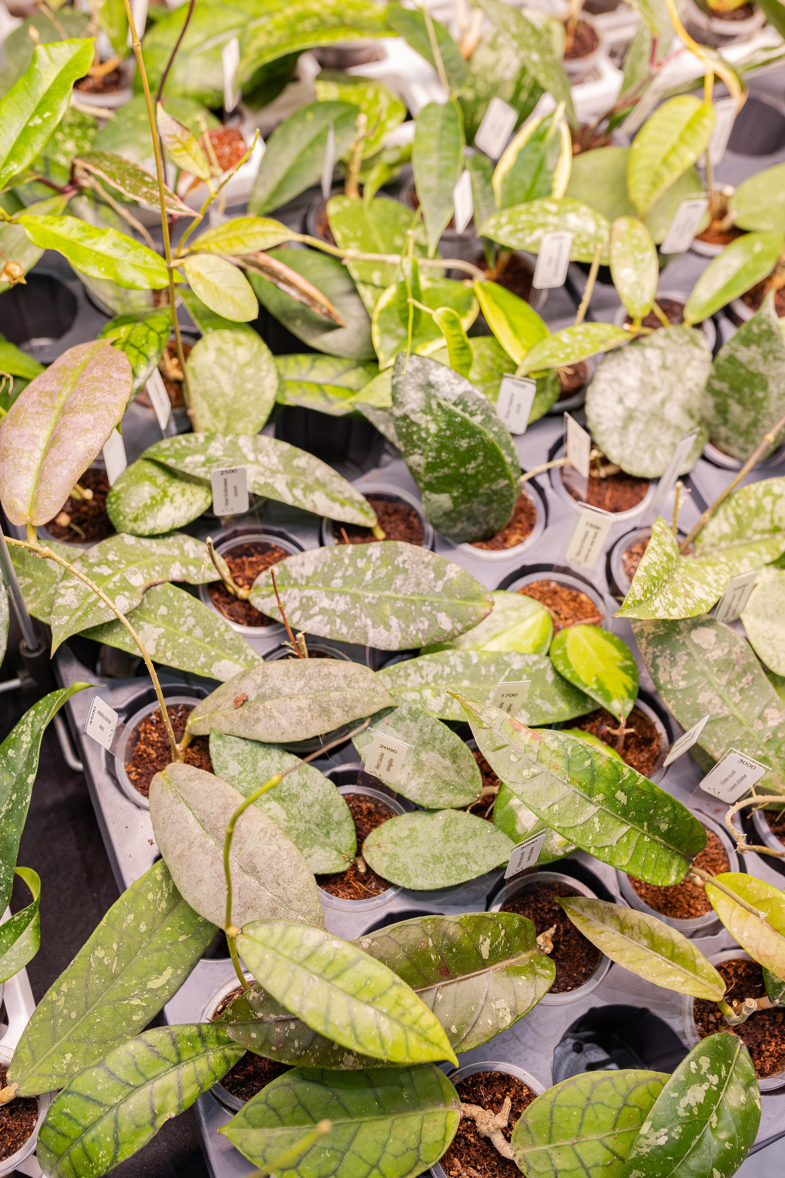 Монстериум апрель 2026. Александра Куликова фотограф, Москва