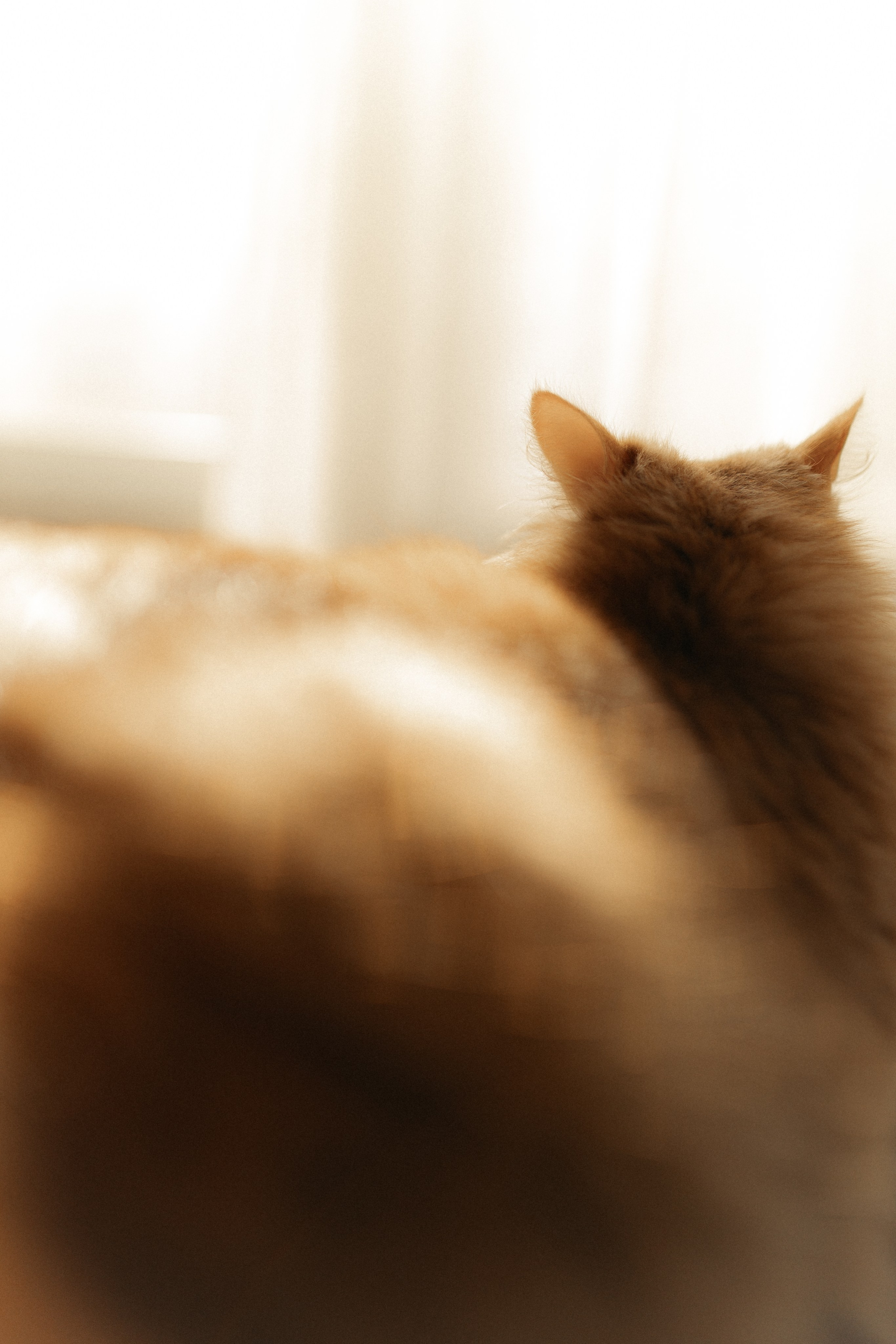 Алиса. DARYA.BELKINA