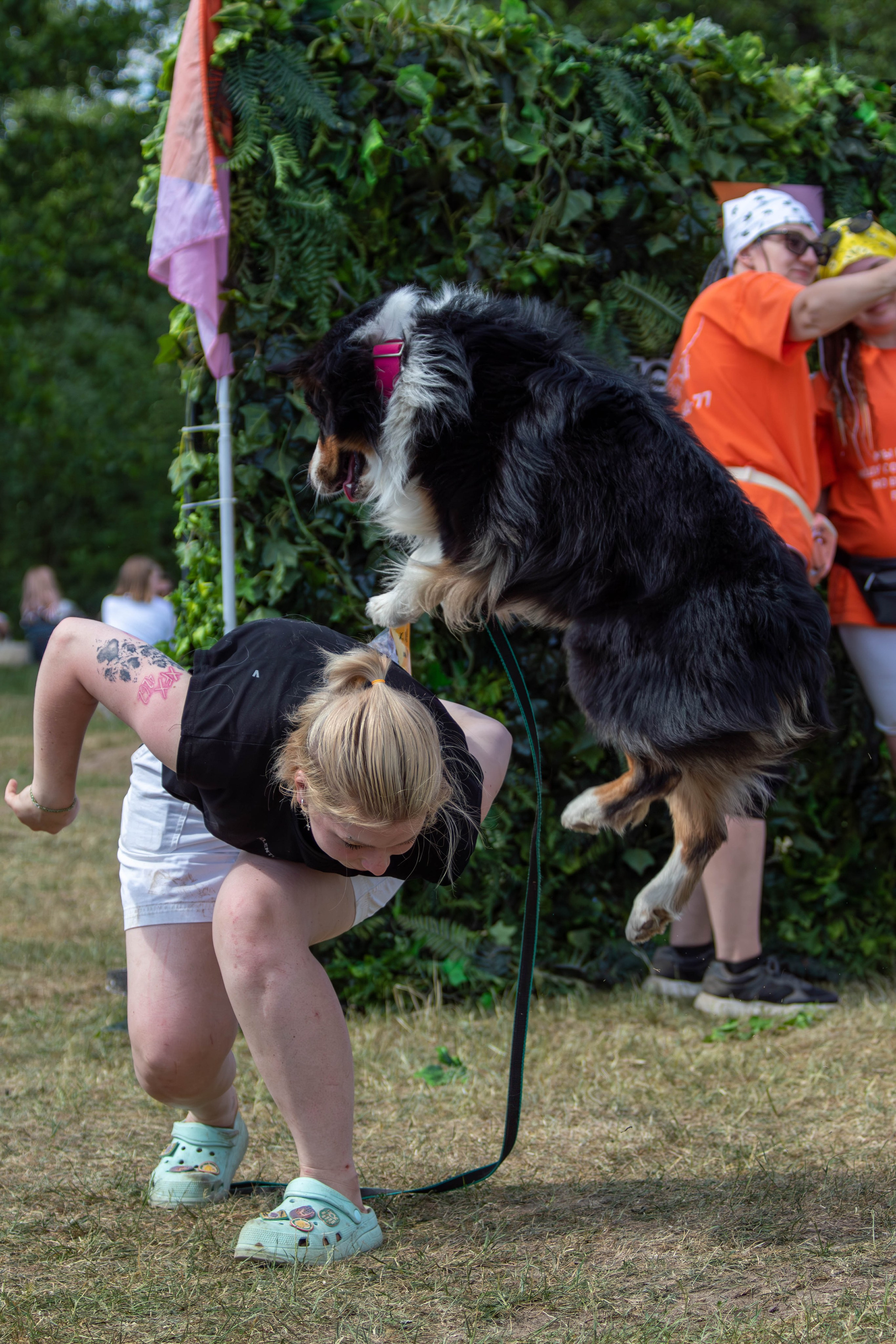 Хвостатый Драйв 2024. Фотограф анималист — Тула, Москва