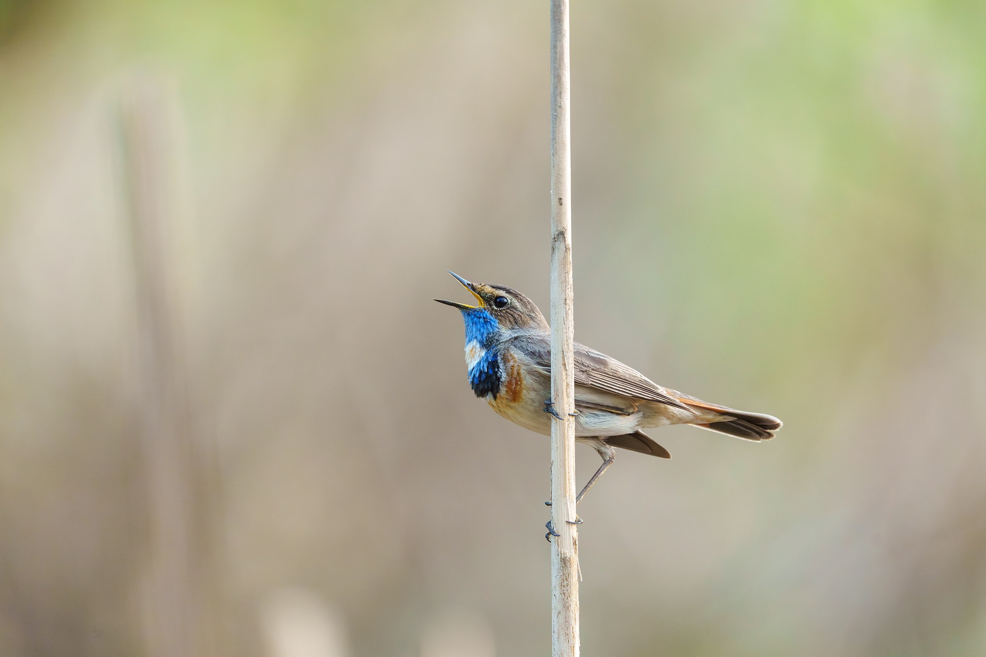 Удивительные мир птиц. Вокруг нас столько прекрасного — присмотритесь!. Ваш личный фотограф Марина Волкова