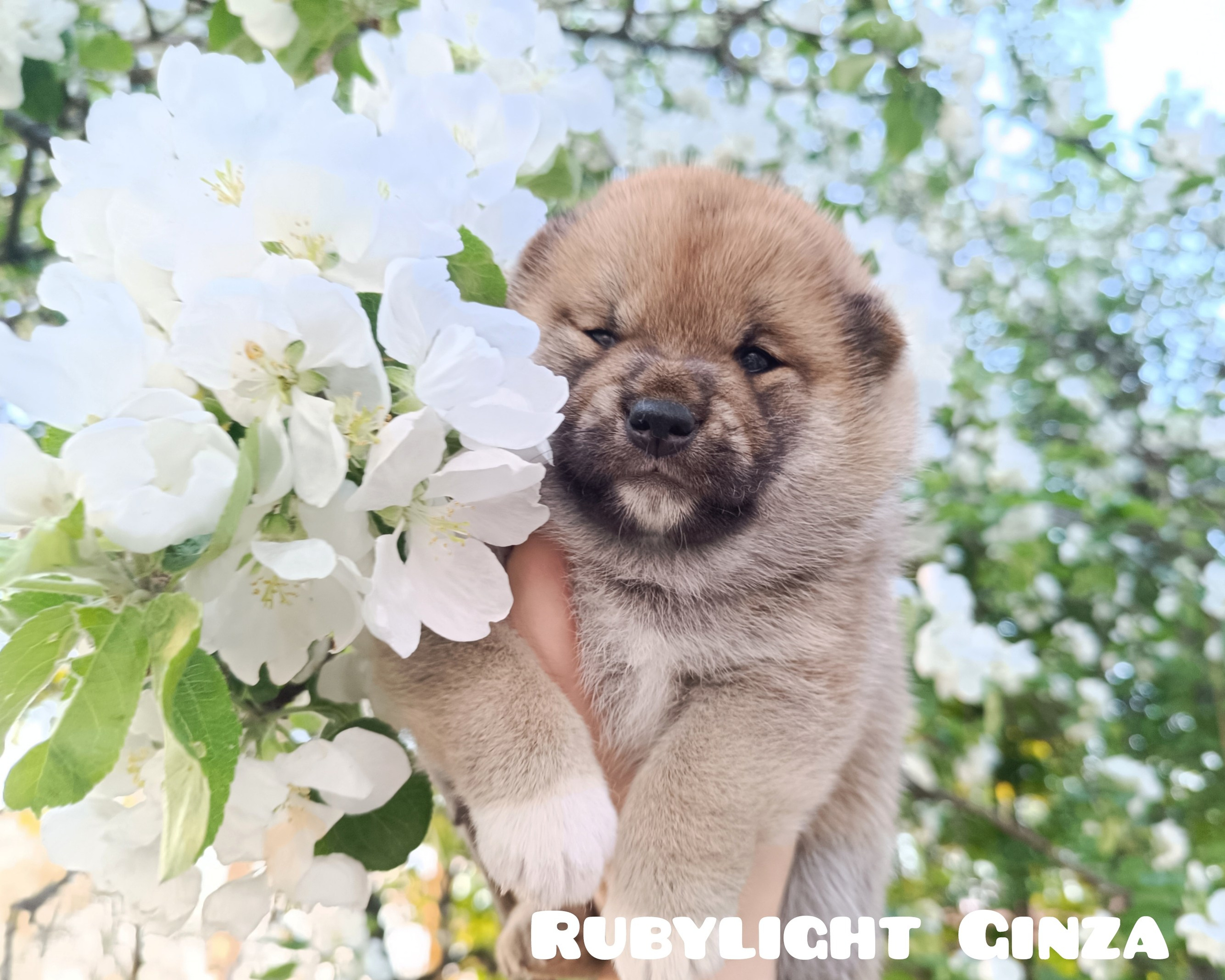 сиба питомник Рубилайт щенки на продажу rubylight  сиба щенки купить СПб Санкт-Петербург 