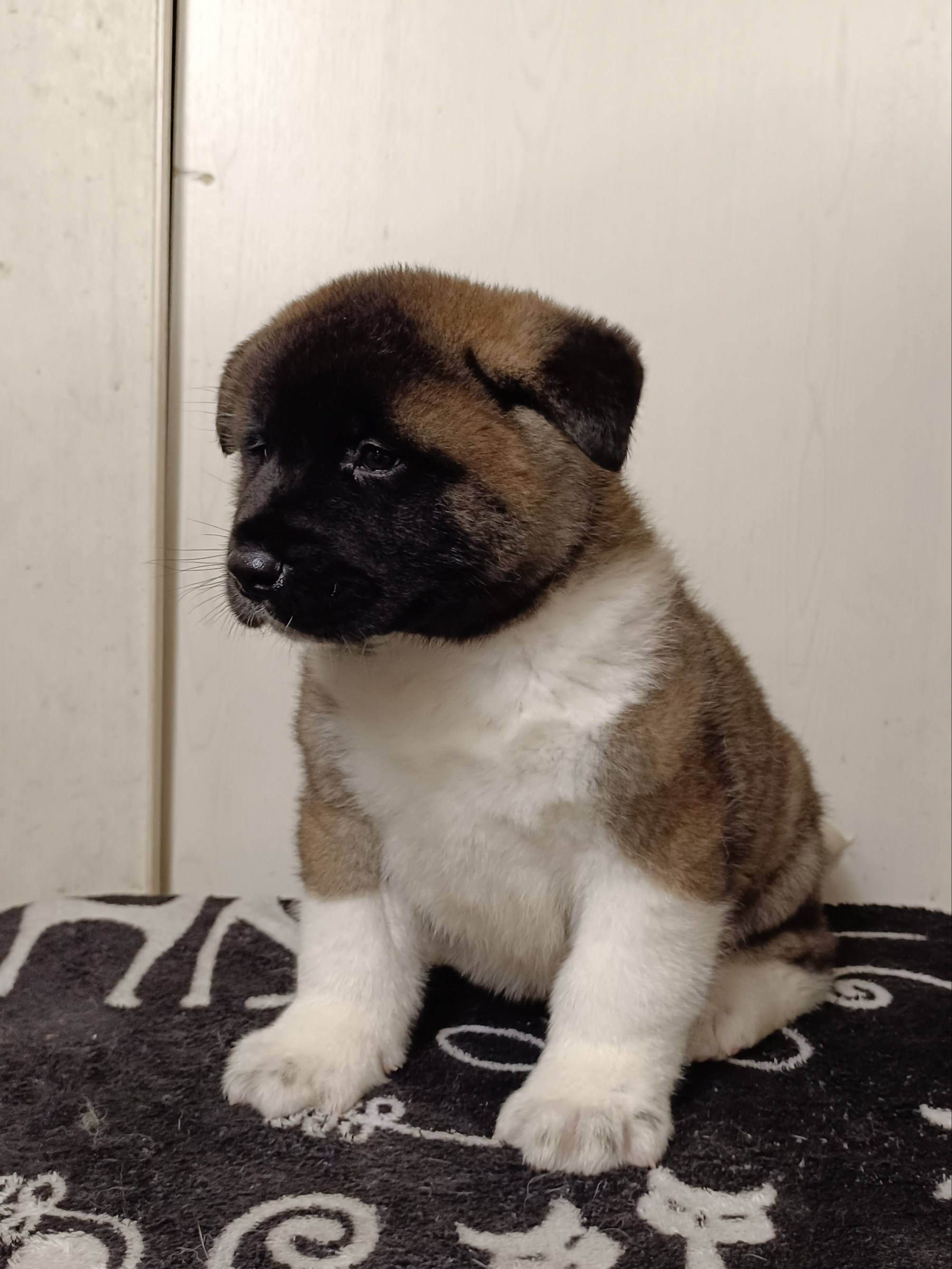 Американская акита  щенки питомник Санкт-Петербург клубные щенки Американская акита питомник RUBYLIGHT Рубилайт купить щенка американской акиты