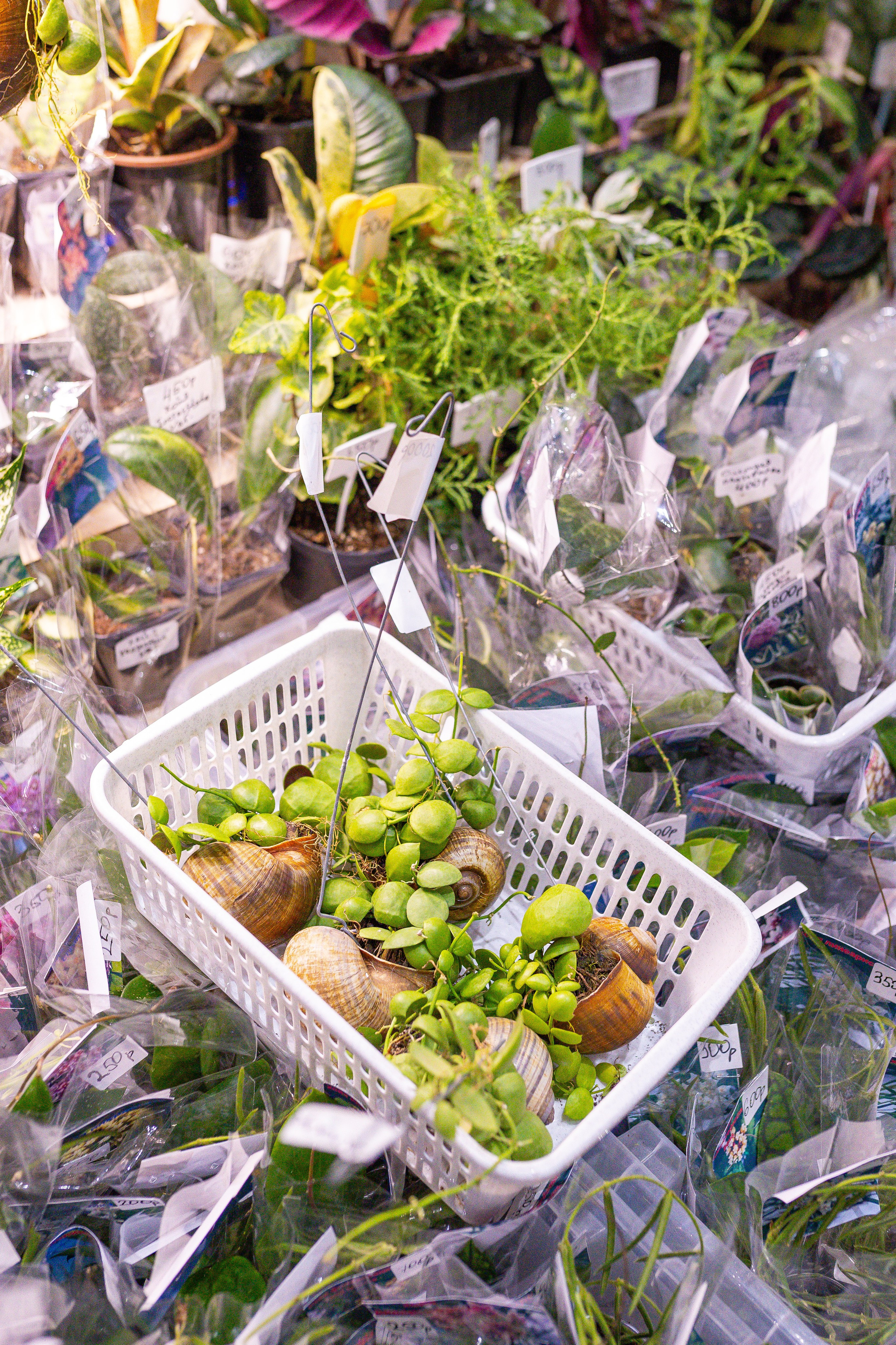 Орхидиум 12.2025. Александра Куликова фотограф, Москва