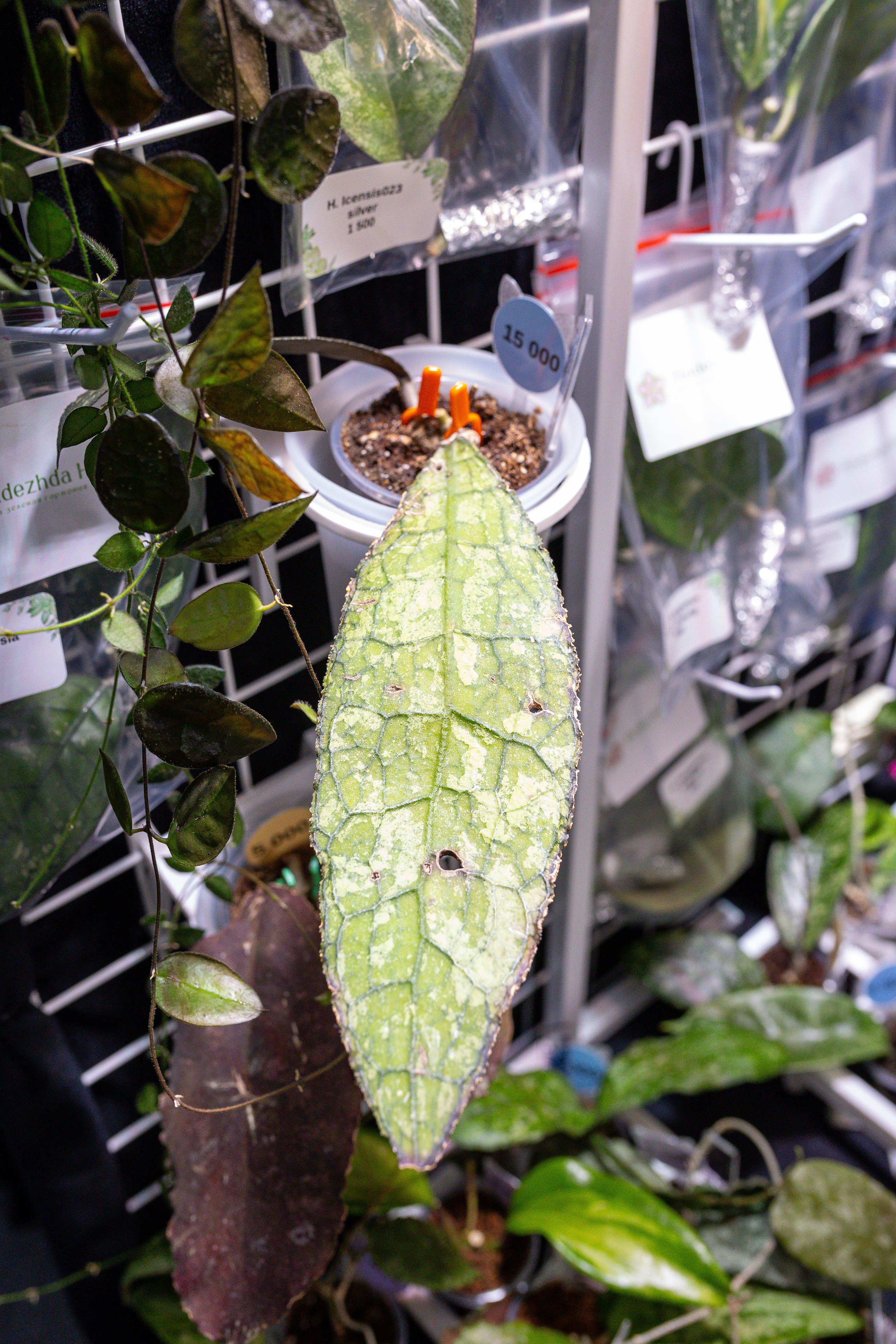 Монстериум 11–12 октября. Александра Куликова фотограф, Москва