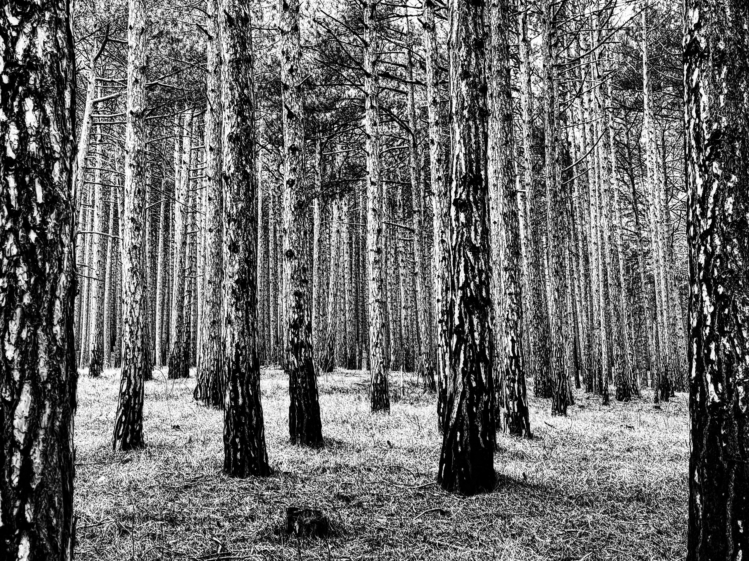 Работы с телефона. Свадебный фотограф в Москве Сафонова Анна