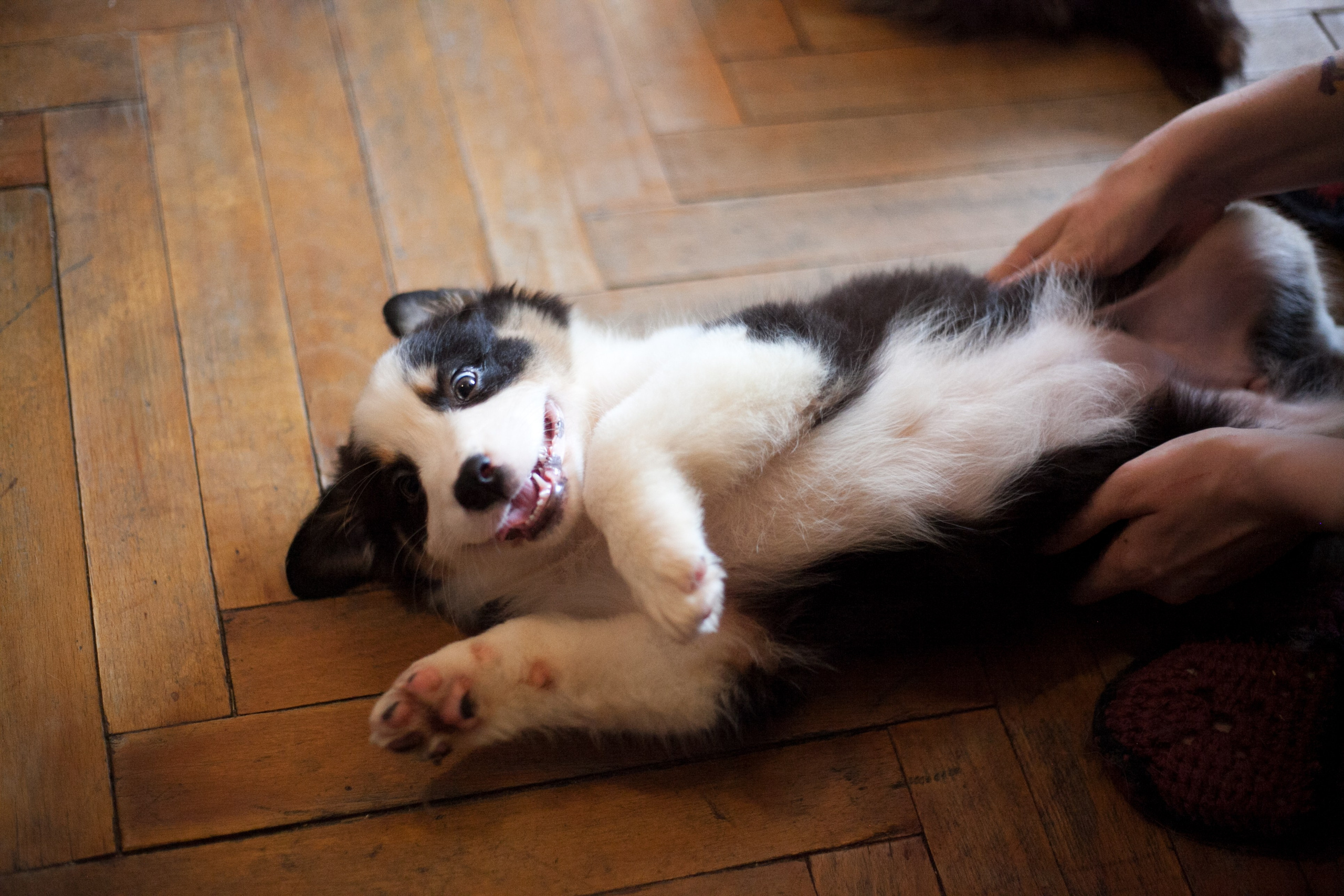 Рави. BLGKV питомник собак