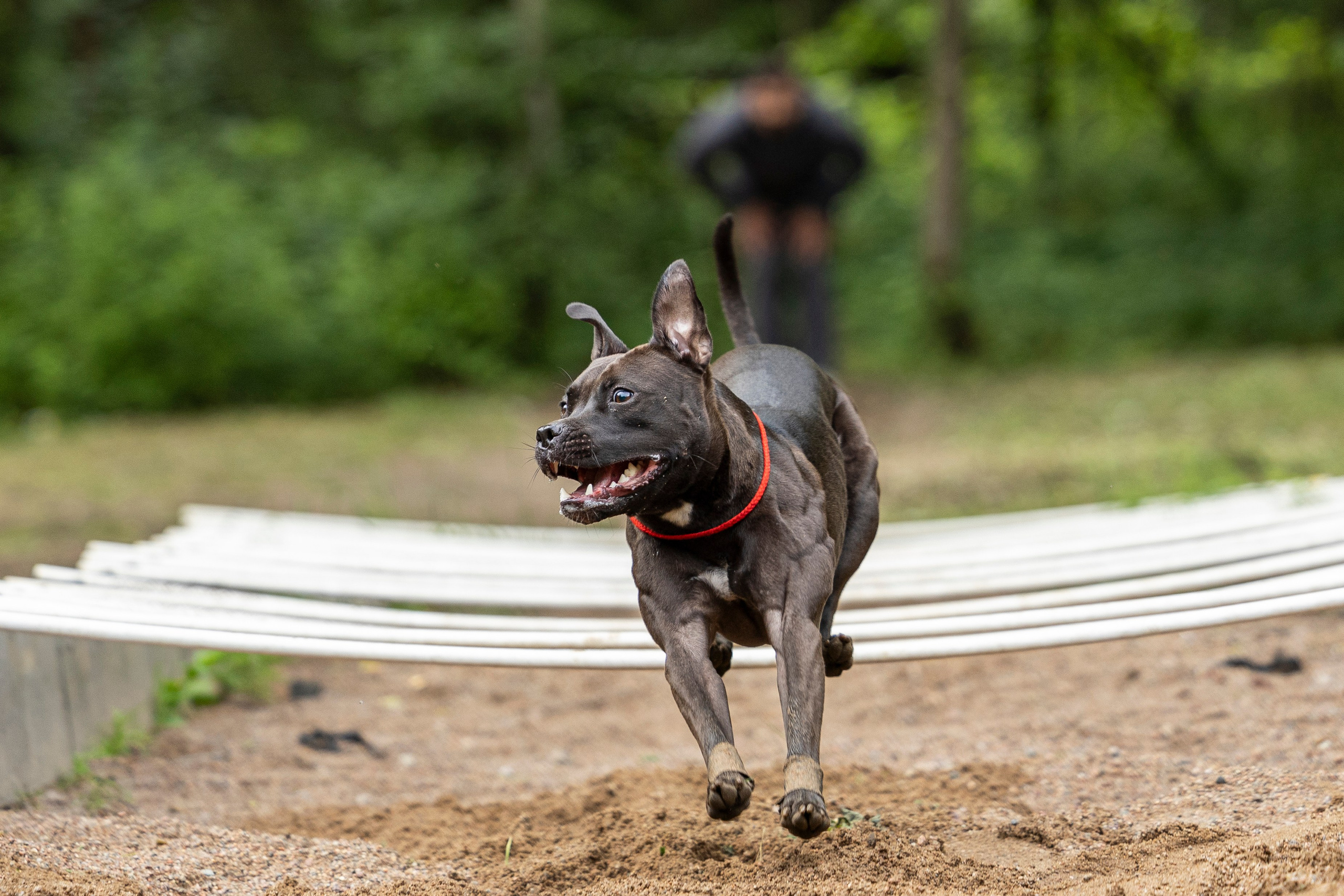 Пит-стафф многоборье. Фотограф-анималист Анна Маринич