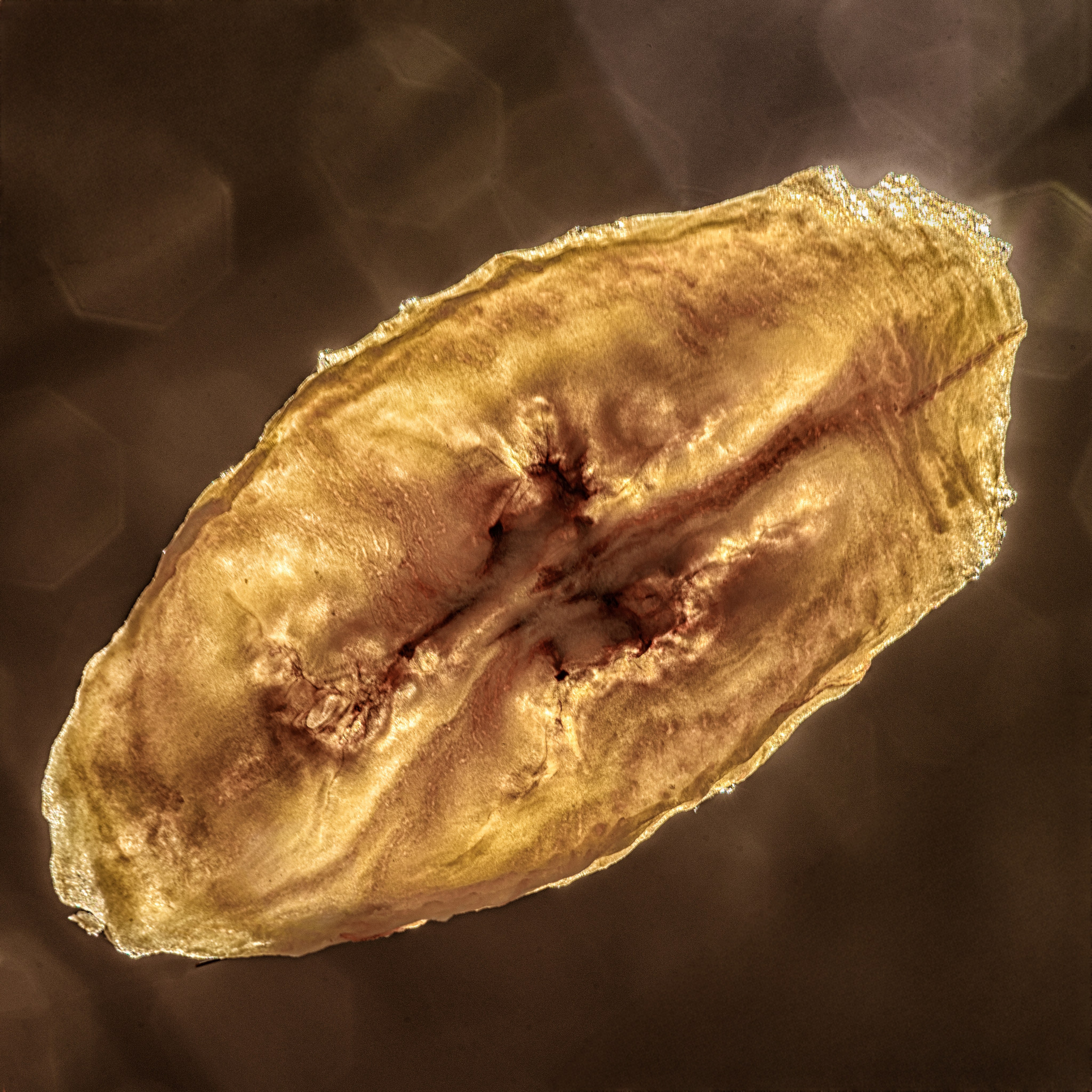 Сушеный кусочек банана