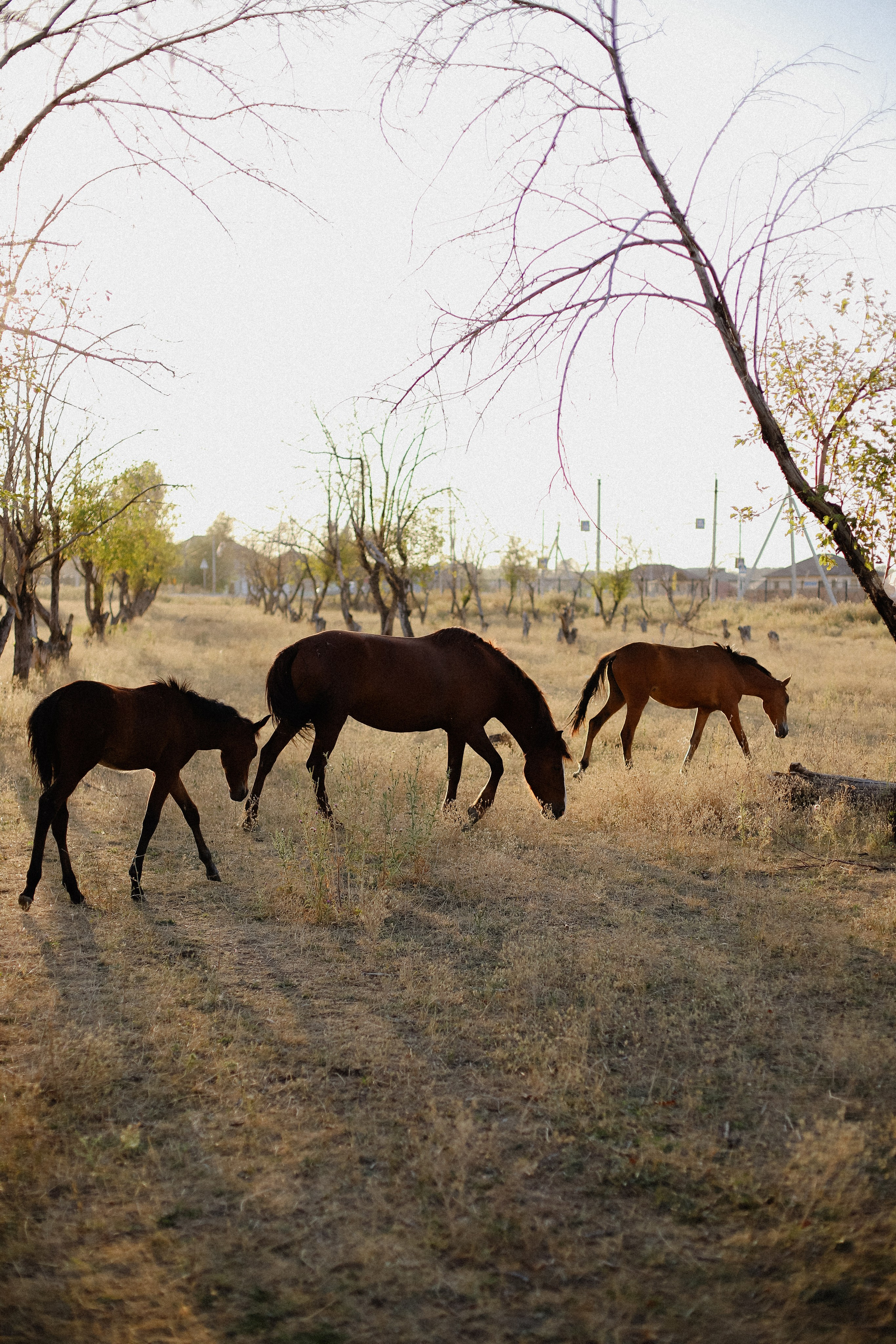 На закате. Фотограф в Алматы и Москве Даша Пушкина