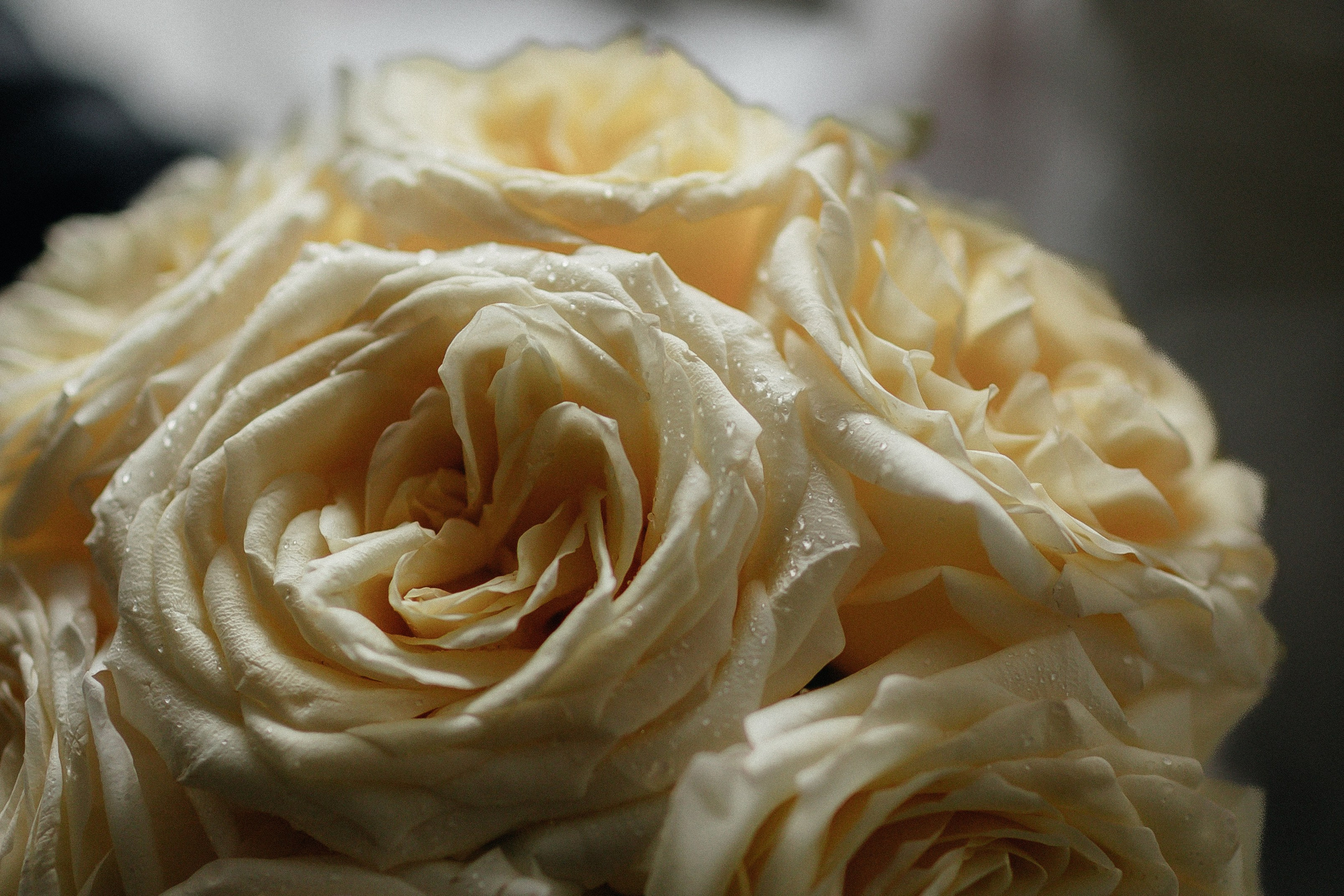 Елена&Ефим. Фотограф свадебный семейный в Красноярске Шукшина Наталья