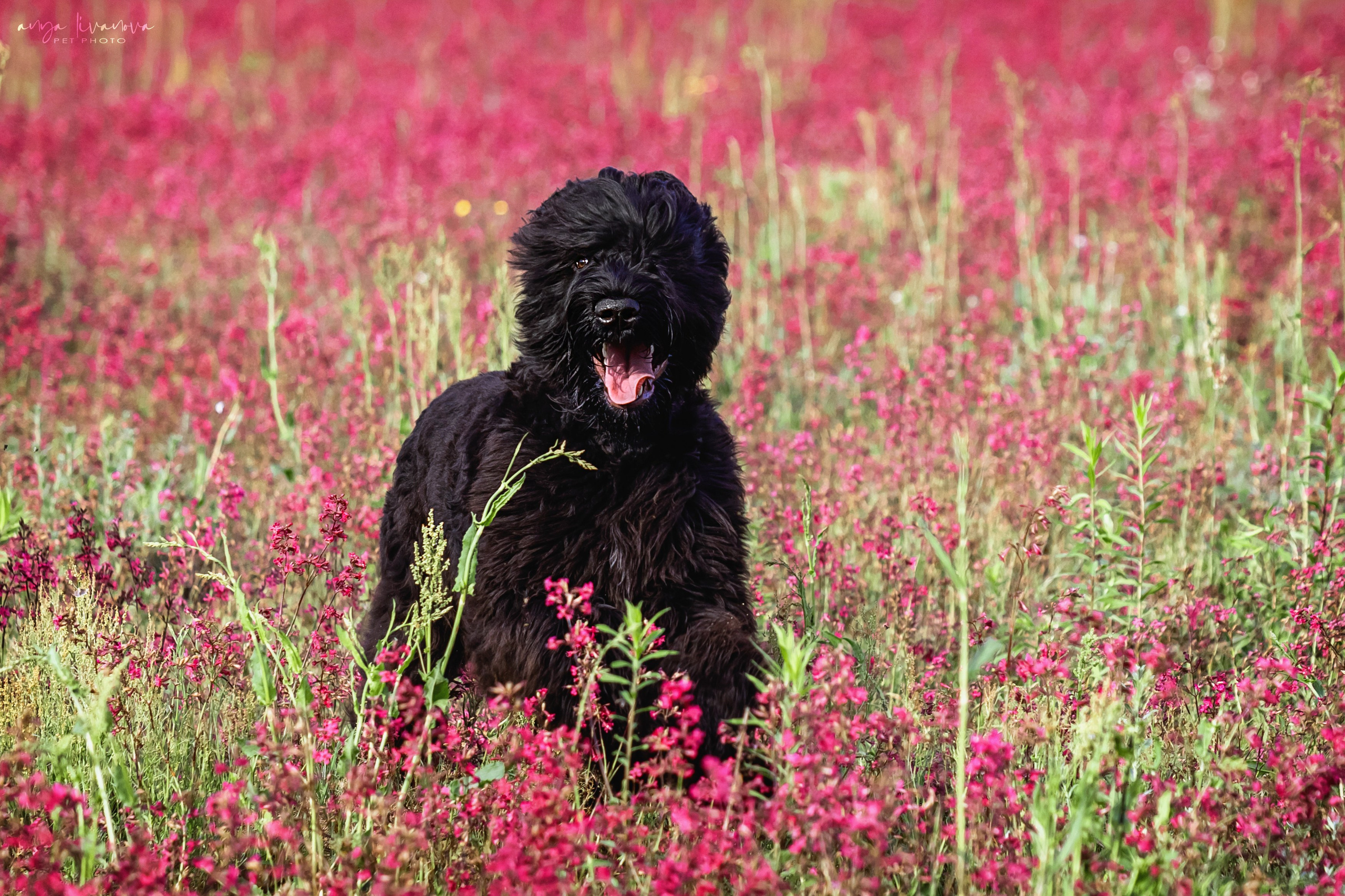 Смолка клейкая. Фотограф анималист Аня Ливанова | Рыбинск