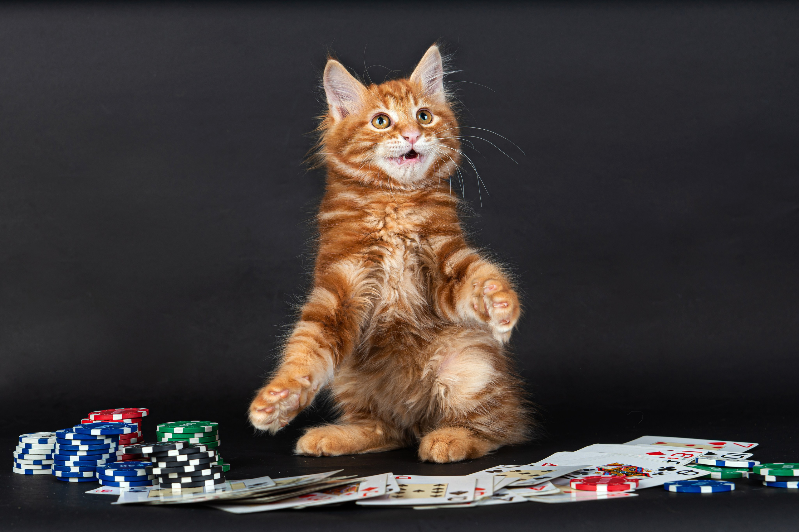 Курильский бобтейл. Фотограф на Камчатке Анна Моргачёва. Семейные и детские съёмки