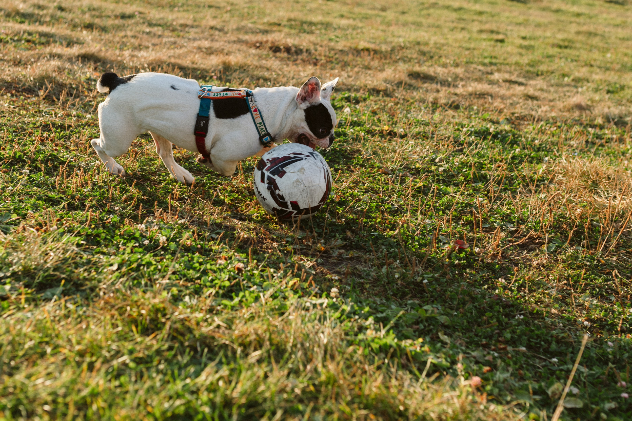 Инна и Белль. Фотограф анималист в Москве Ольга Агушева