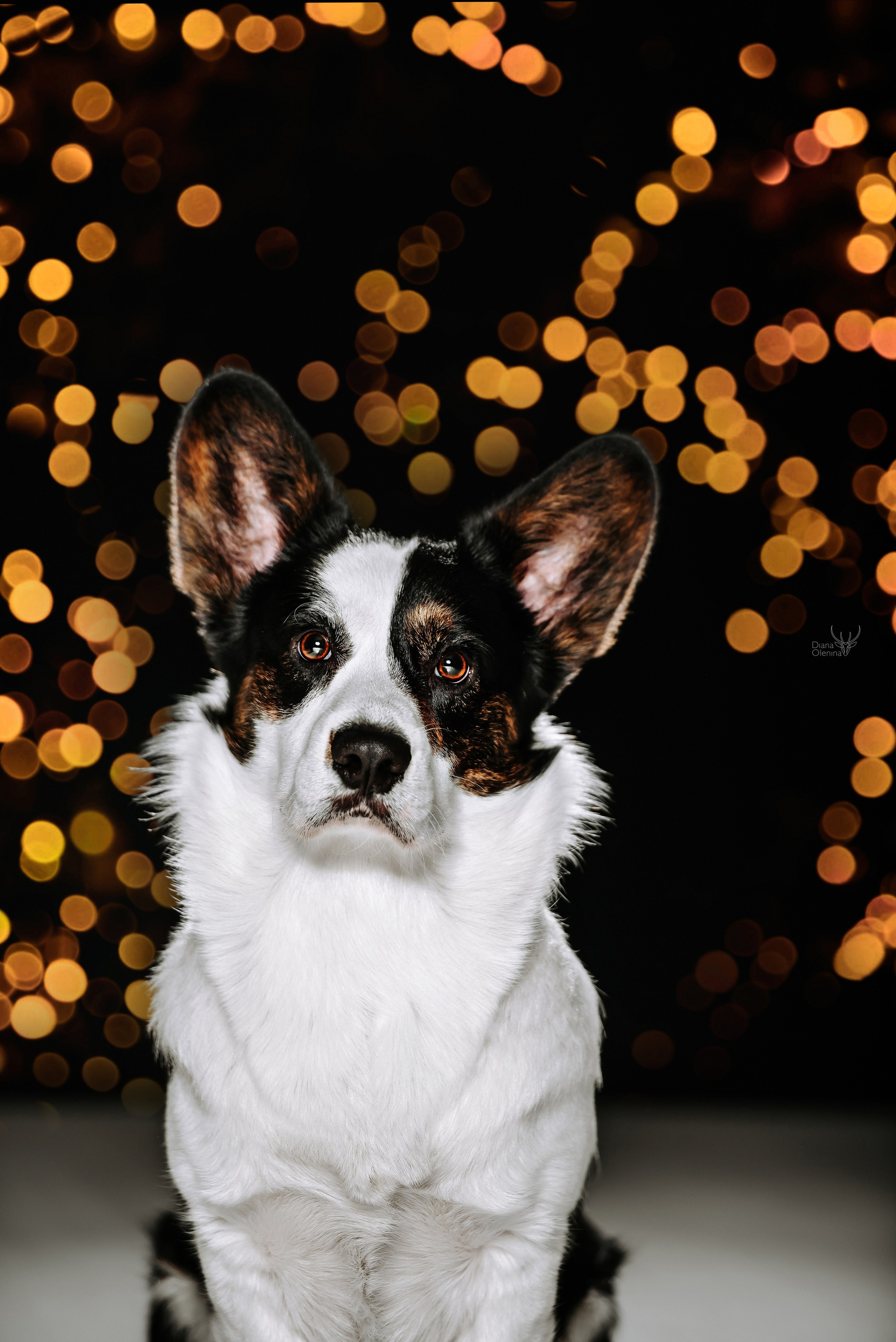 Собаки фоны. Фотограф Диана Оленина Красноярск / Братск