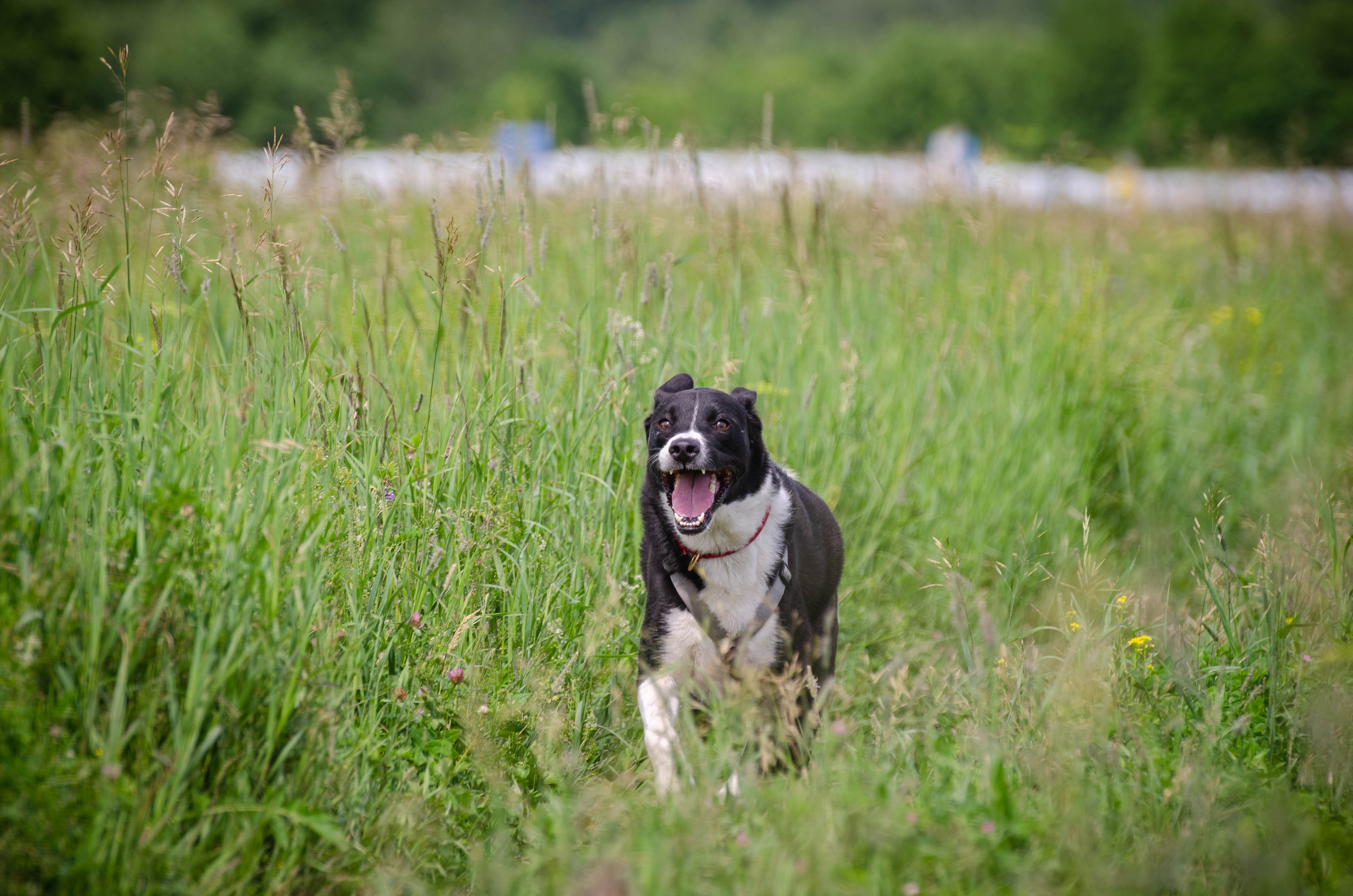 Прогулка (Лохин остров). Фотограф Светлана Блинова, Москва и Московская область