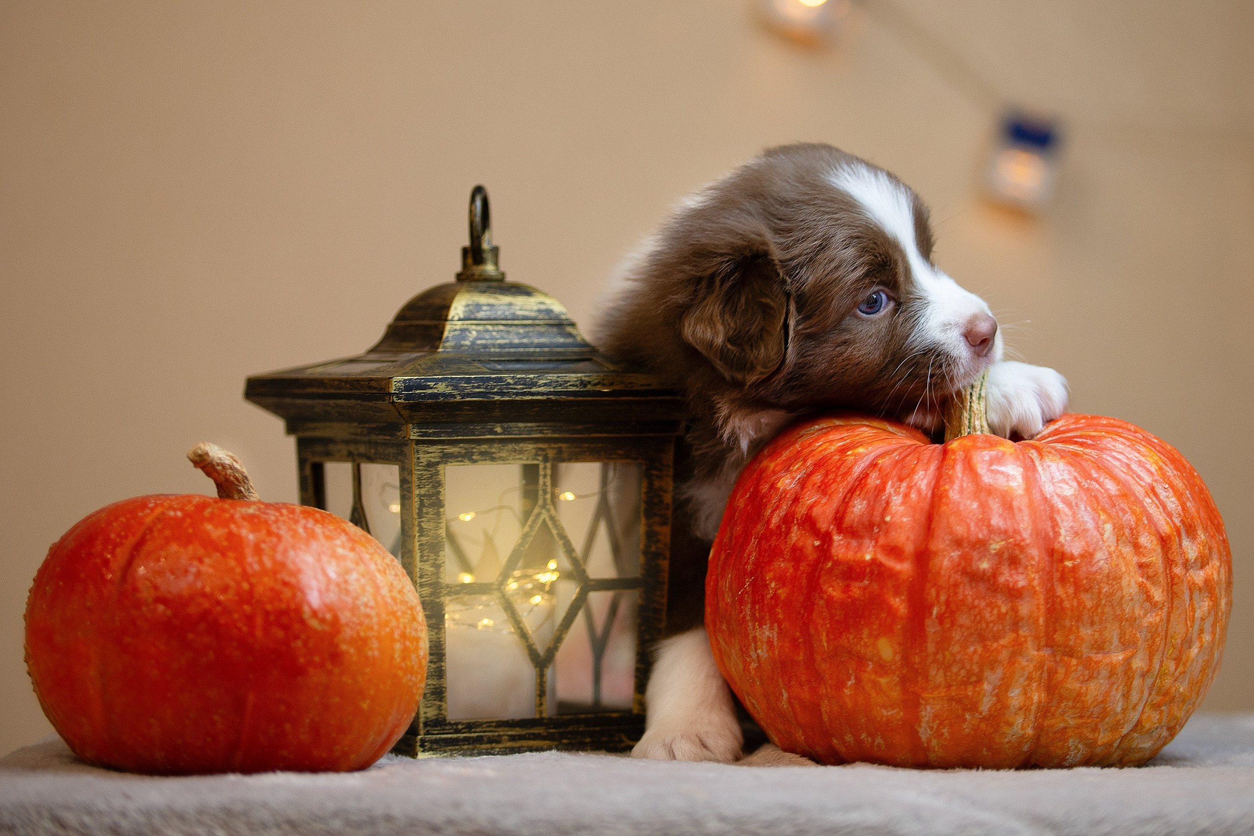 Заводчик Ольга Тутлова. Творческий фотограф Вологда