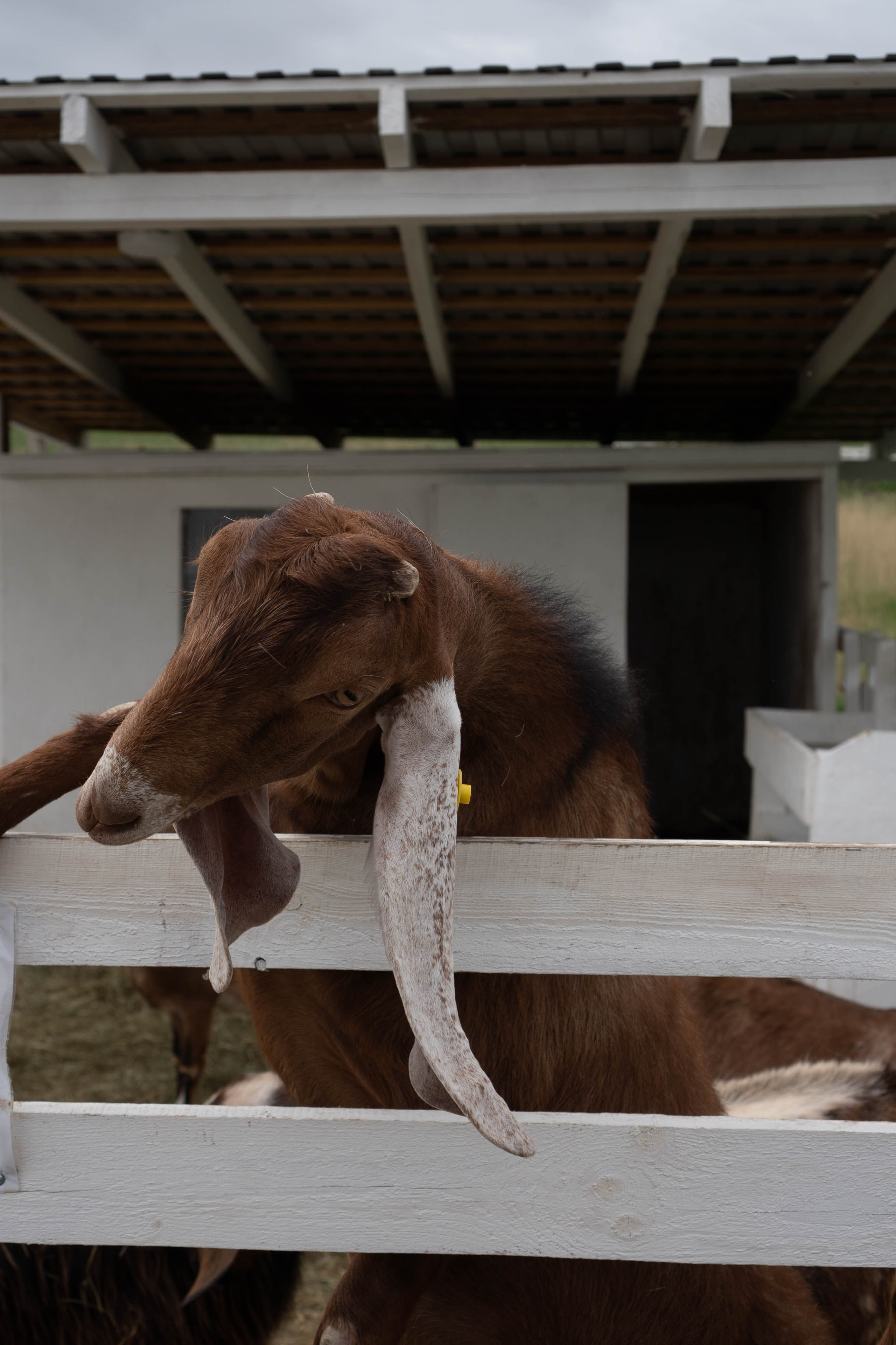 Ферма Альпак. Профессиональный фотограф, Санкт-Петербург — Виктория Богомолова