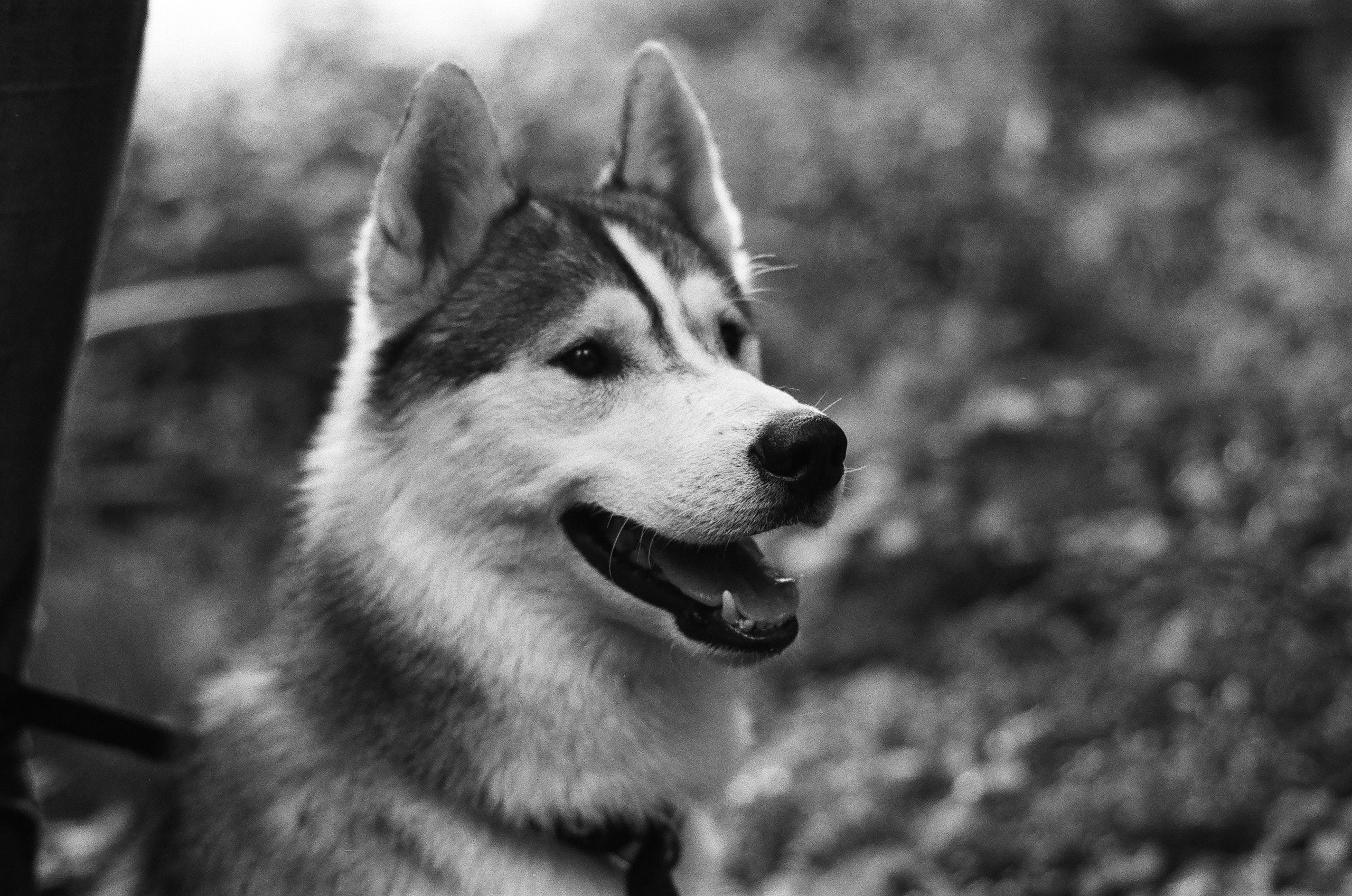 Film. Ruslan UI Dev Page