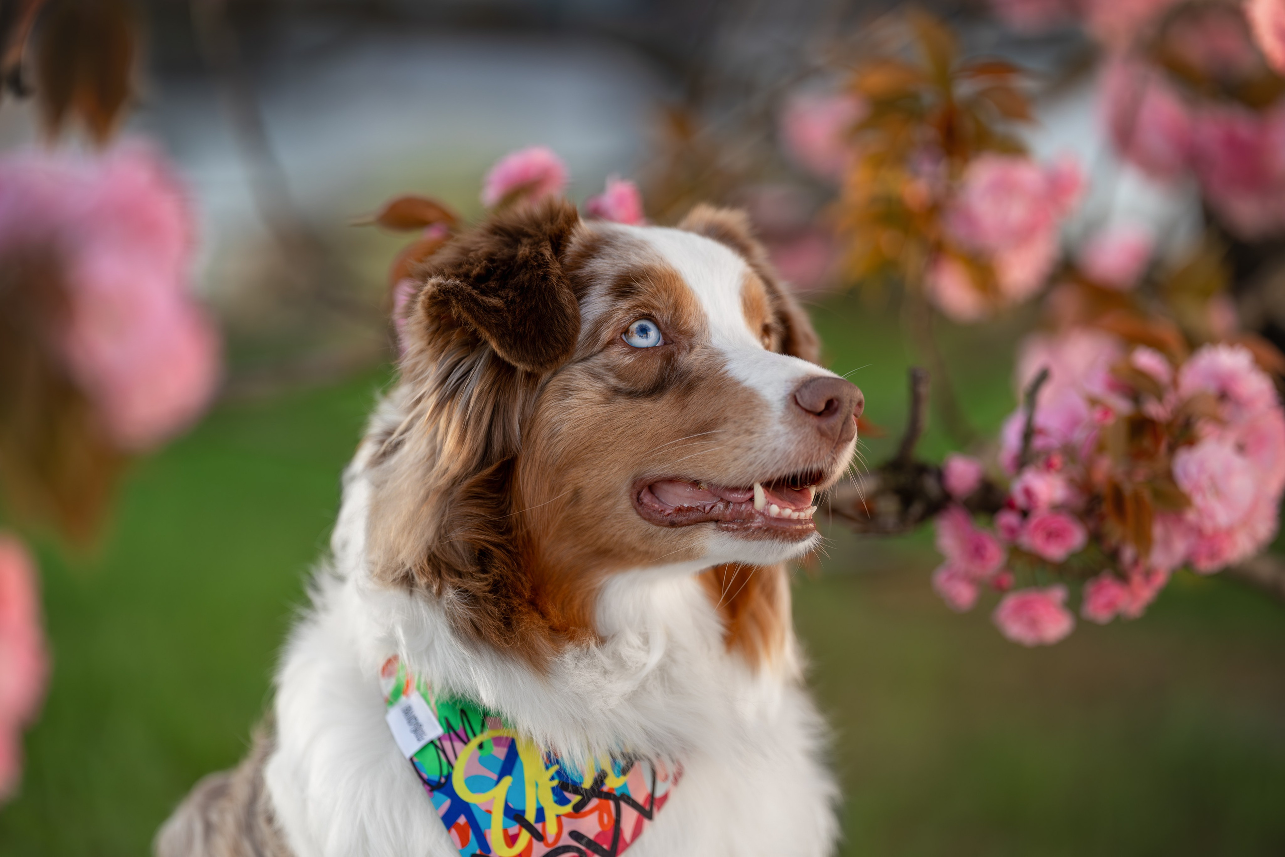 Полли, Австралийская Овчарка. Ирина Голомб|Фотограф-анималист в  Сочи и Калининграде