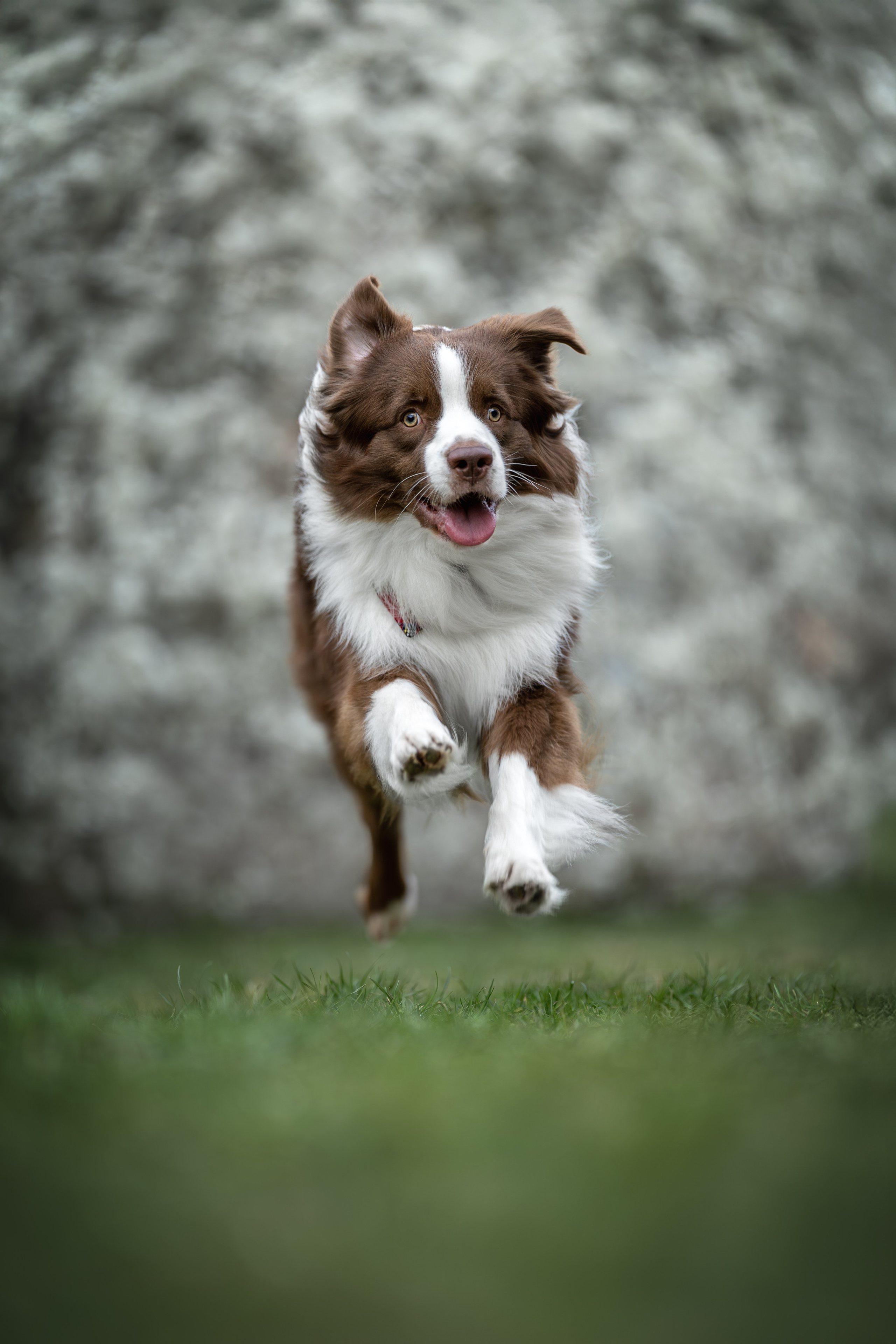 Дин, Австралийская Овчарка. Ирина Голомб|Фотограф-анималист в  Сочи и Калининграде