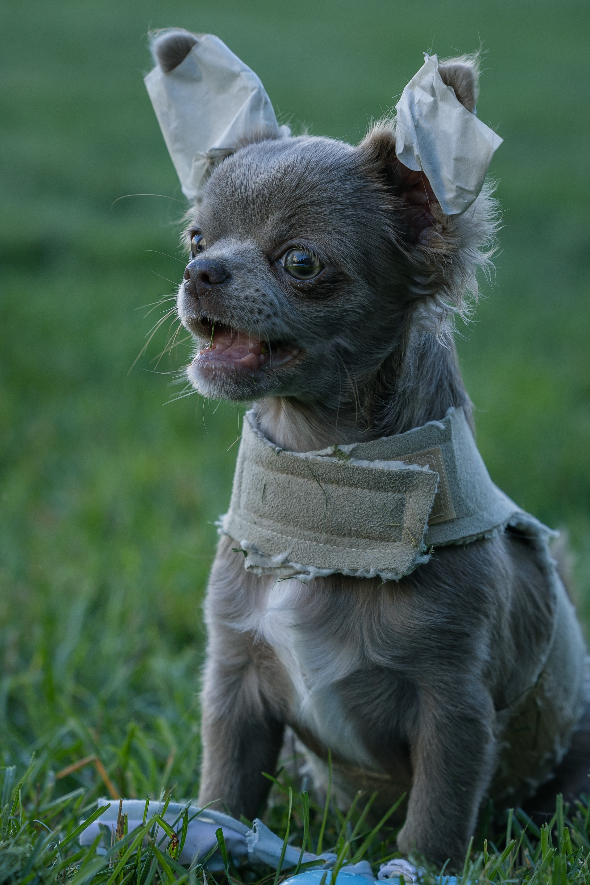 Норман. Виктория Михайловская. Фотограф-анималист. Москва