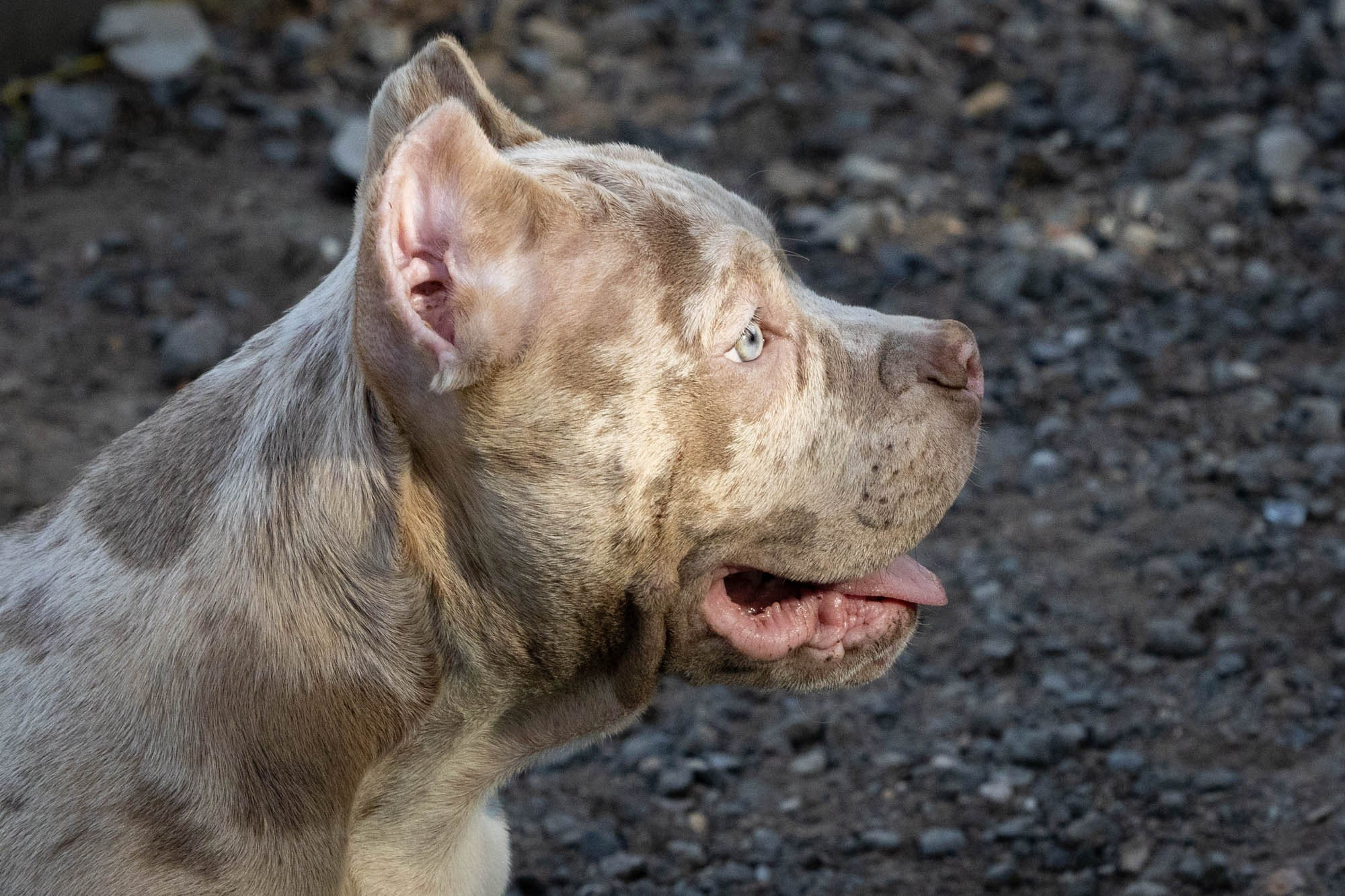Щенки Тэя. Виктория Михайловская. Фотограф-анималист. Москва