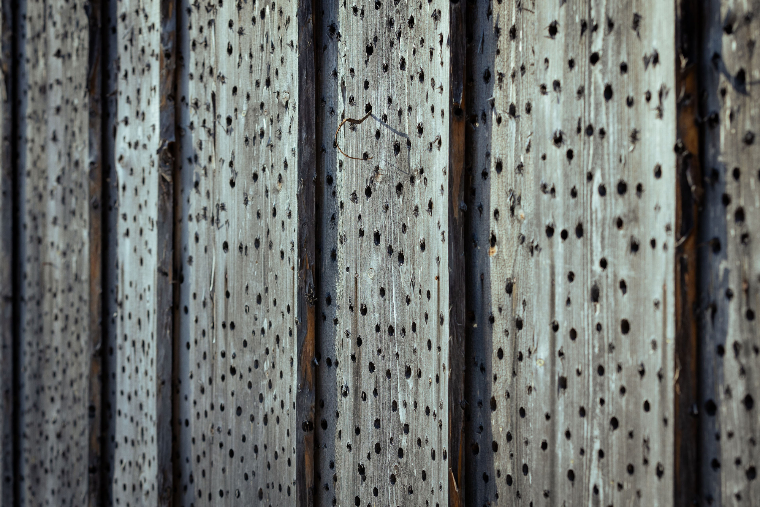 Масленица в Никола-Ленивце, весна 2024 г. Фотограф Виноградов Константин