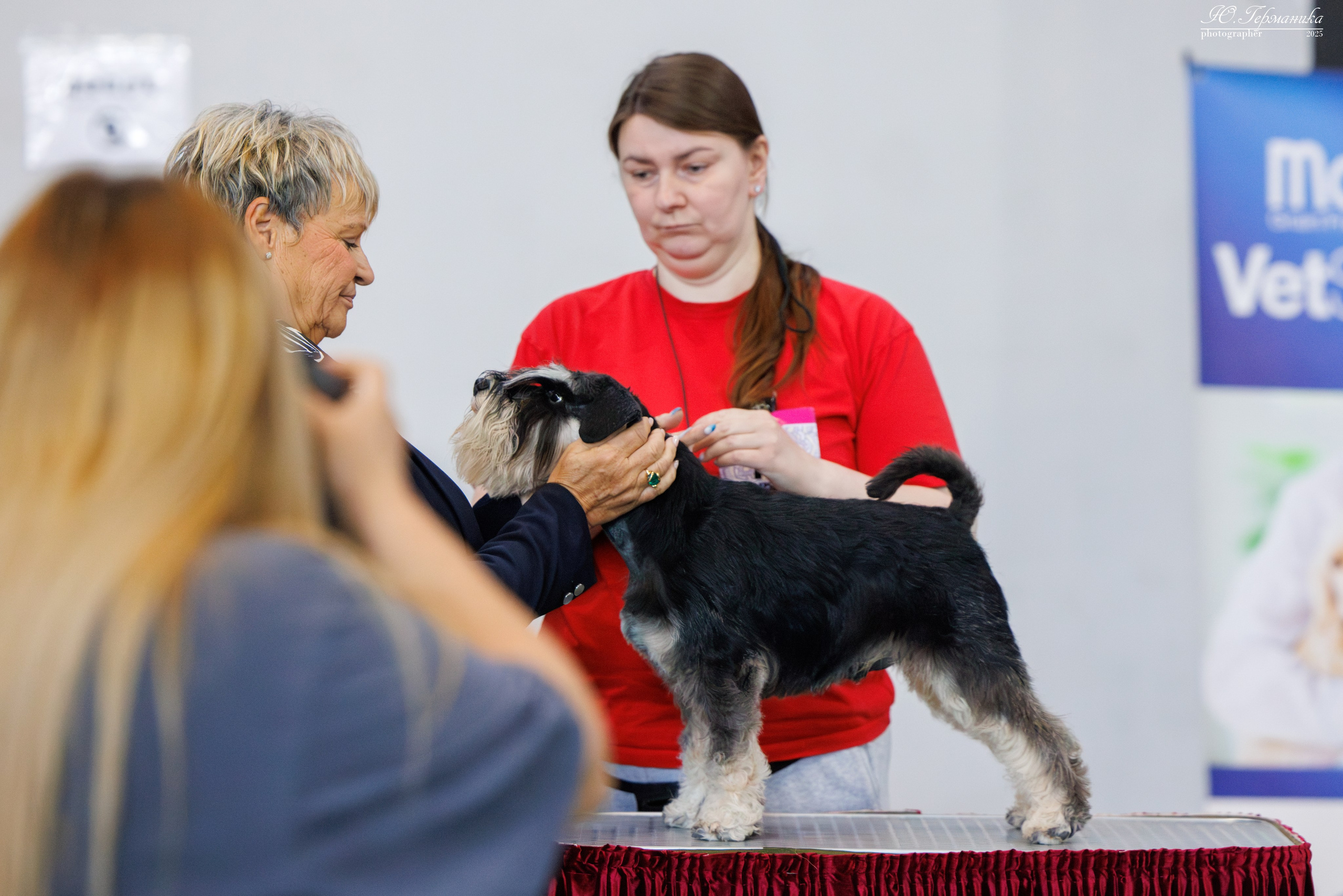 Ереван 2х CACIB 29-30.04.2025. Фотограф-анималист Юлия Германика
