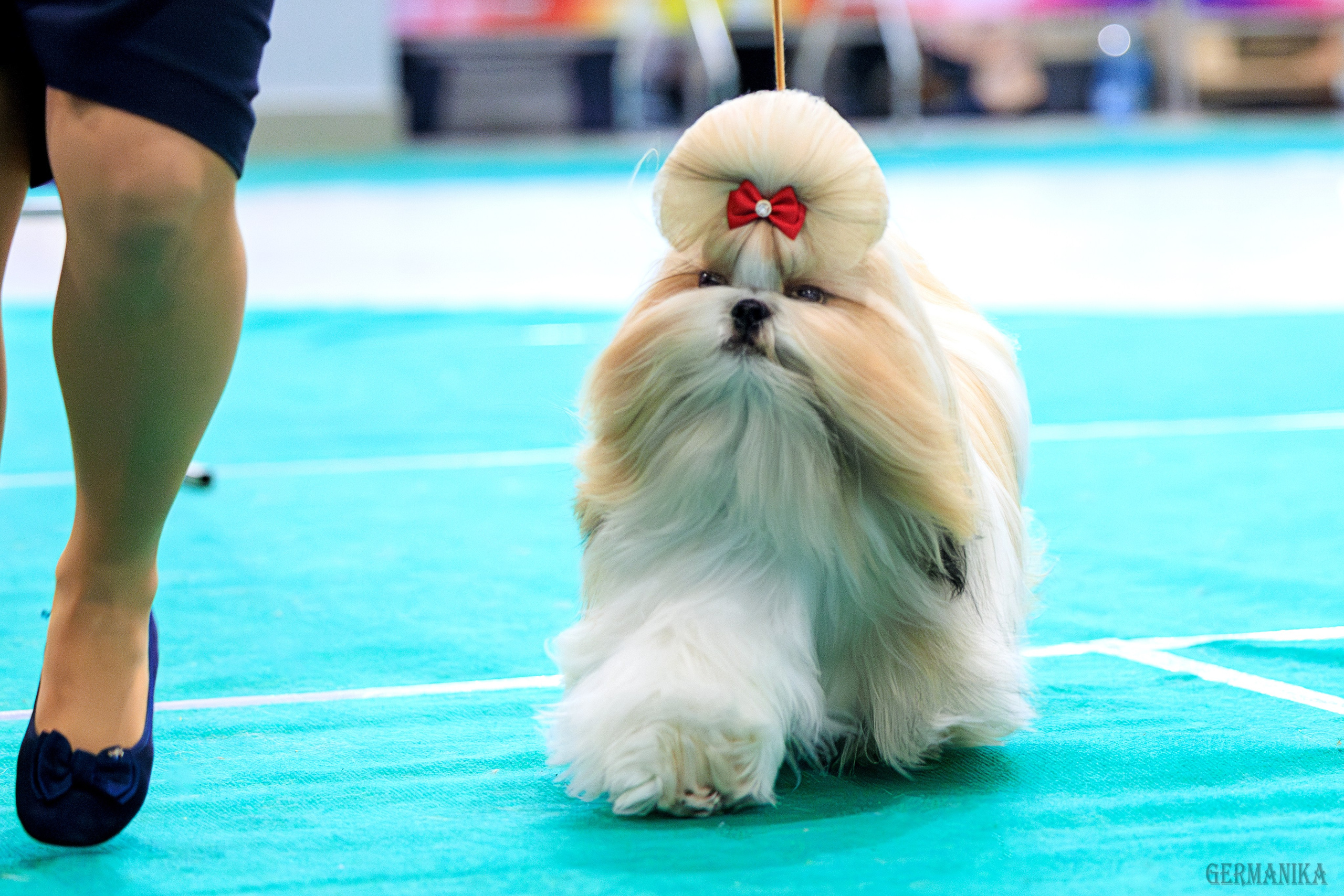 Минск 24-25.02.2024. Фотограф-анималист Юлия Германика