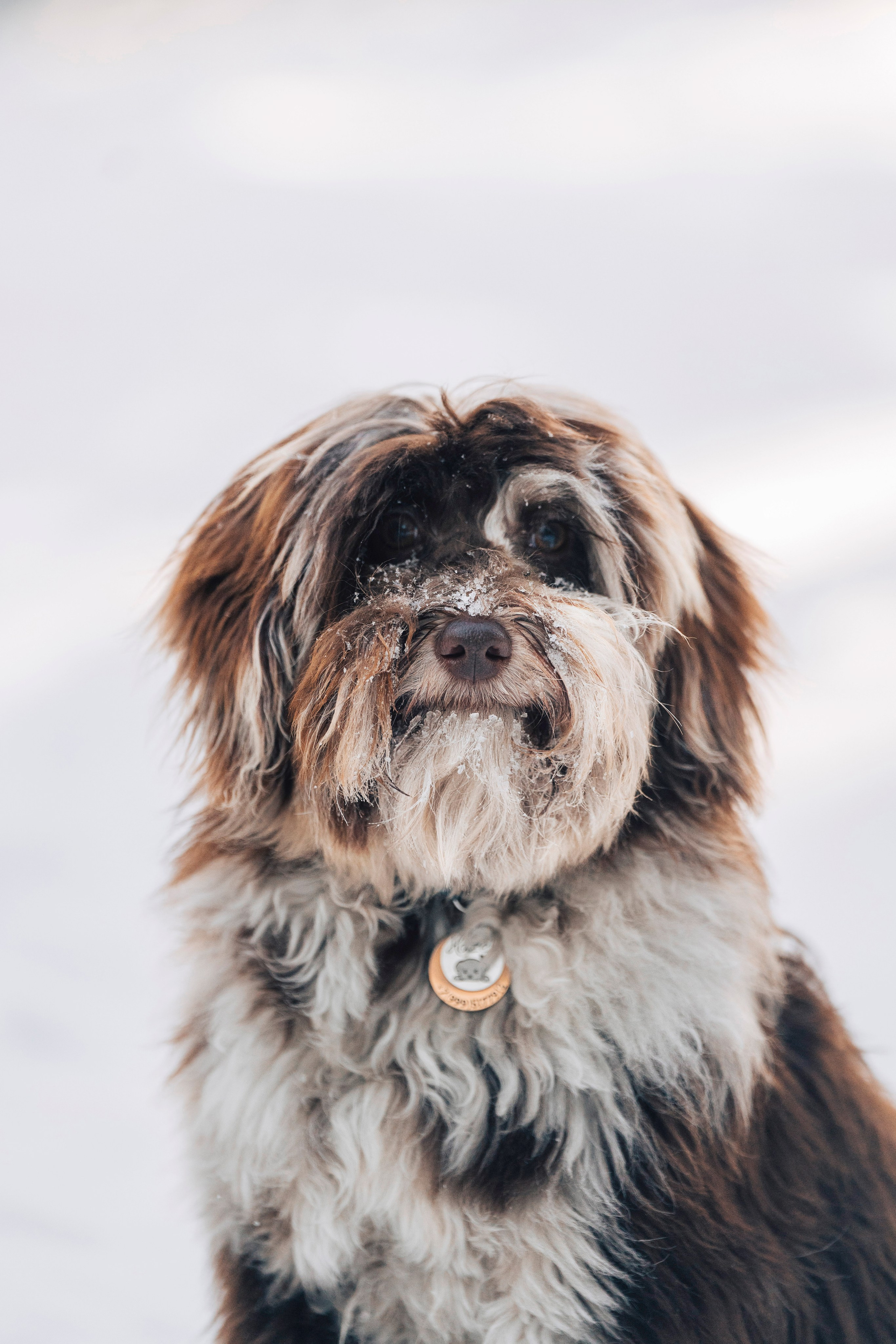 Хэйзел и её семья. Фотограф анималист в Спб недорого Олеся Майорова