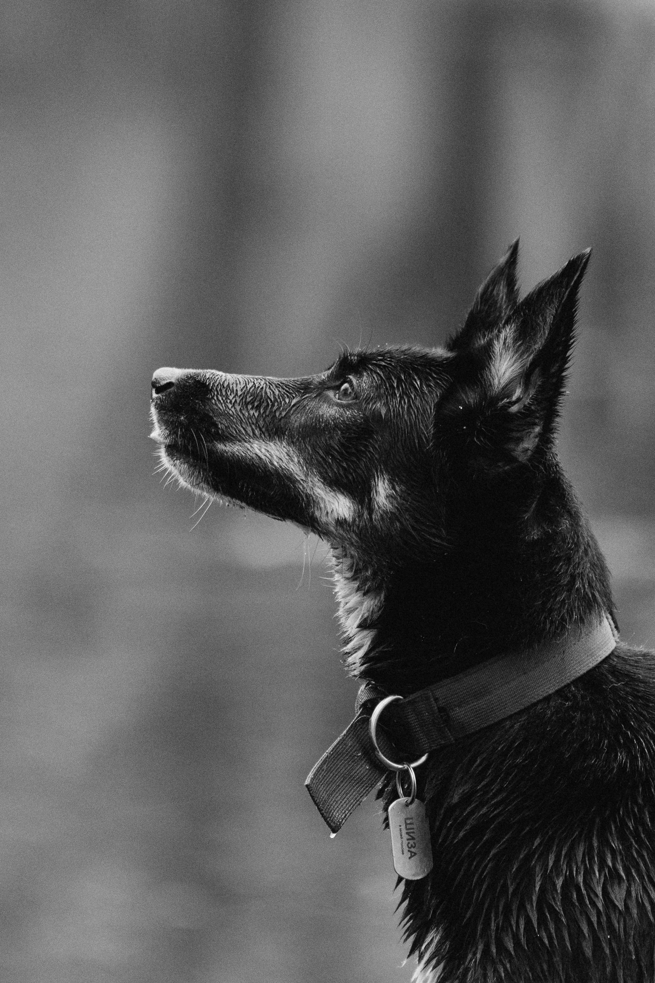 Эля и Шиза. Фотограф анималист в Спб недорого Олеся Майорова