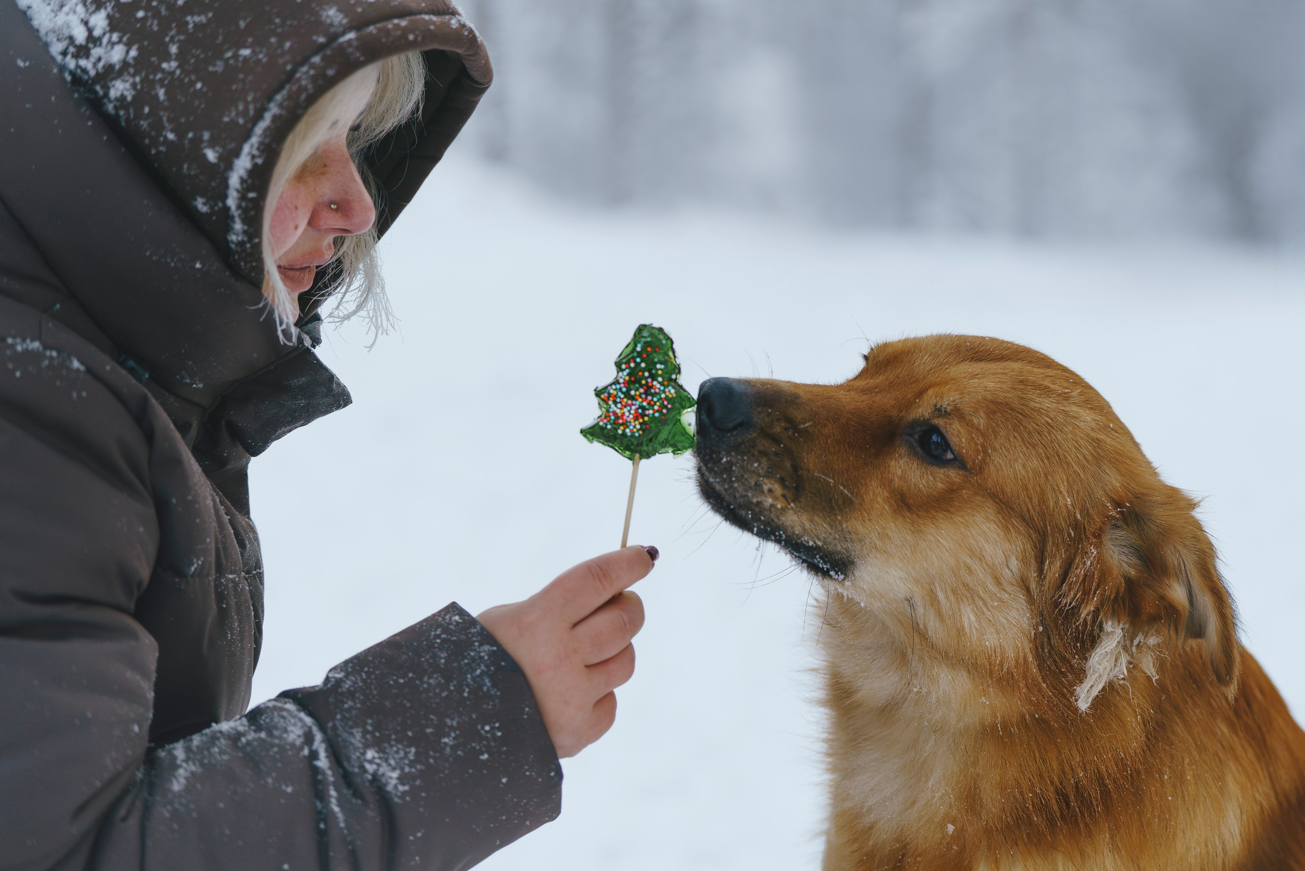 Рэй, Кузя, Ольга и Александр. Фотограф анималист в Спб недорого Олеся Майорова