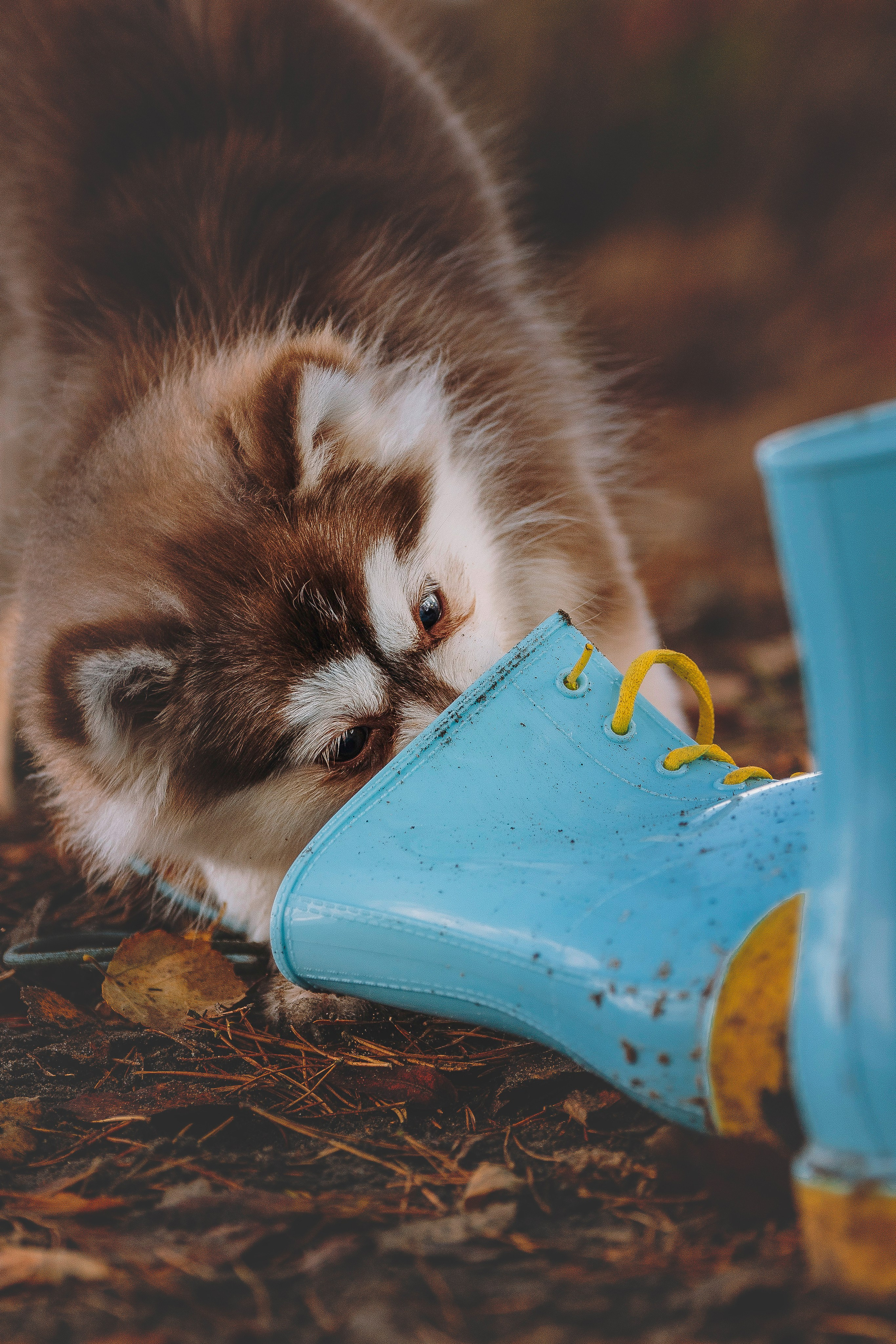 Катерина и Дрэка. Фотограф анималист в Спб недорого Олеся Майорова